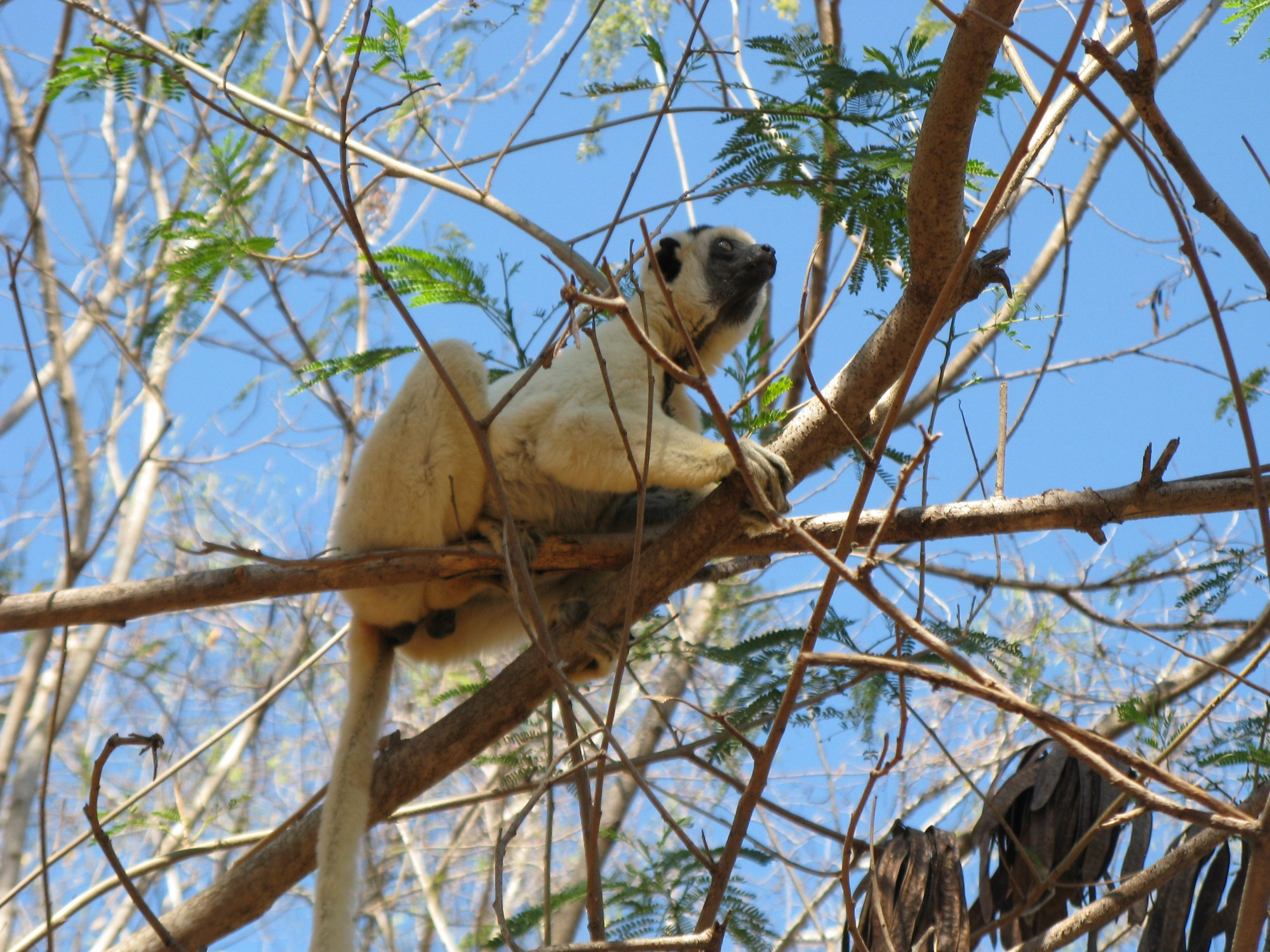 Madagascar