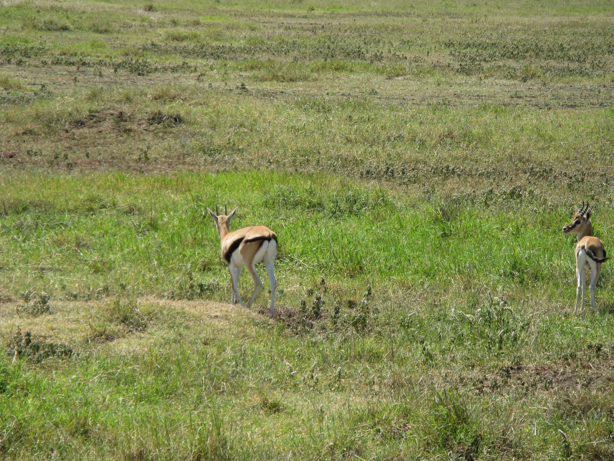 Tanzania