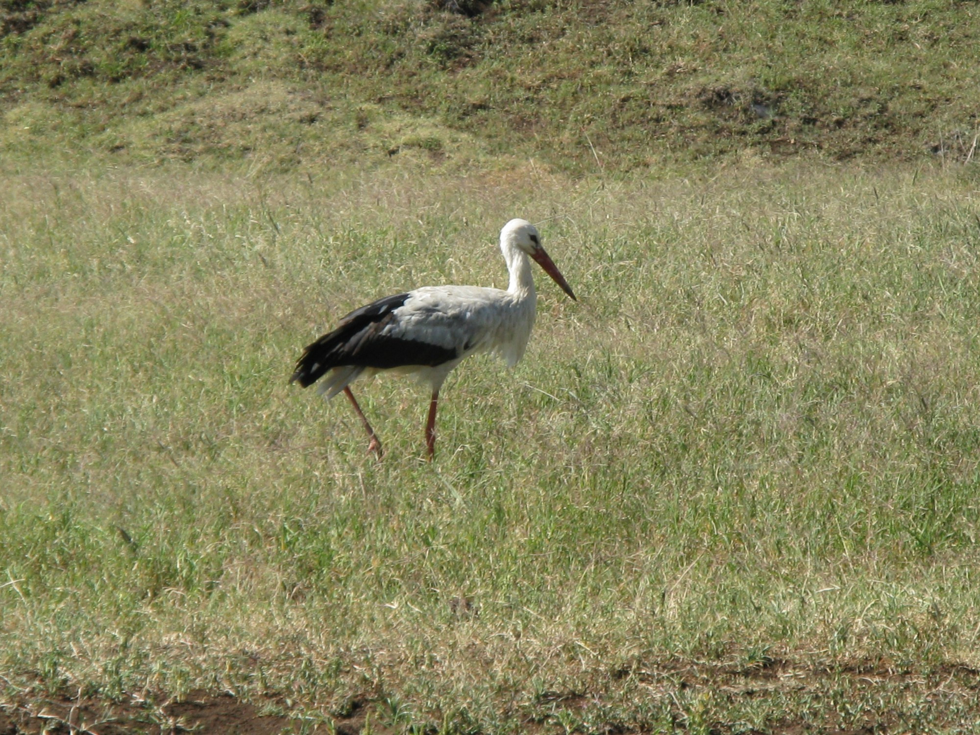 Tanzania