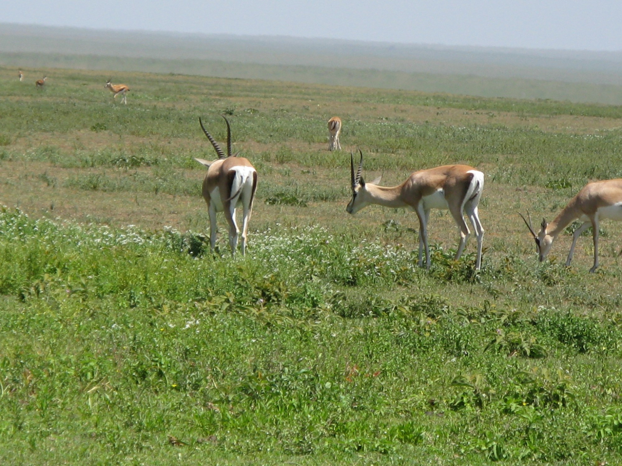 Tanzania