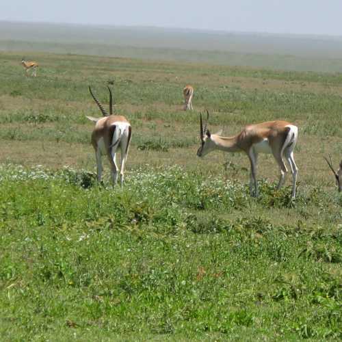 Tanzania