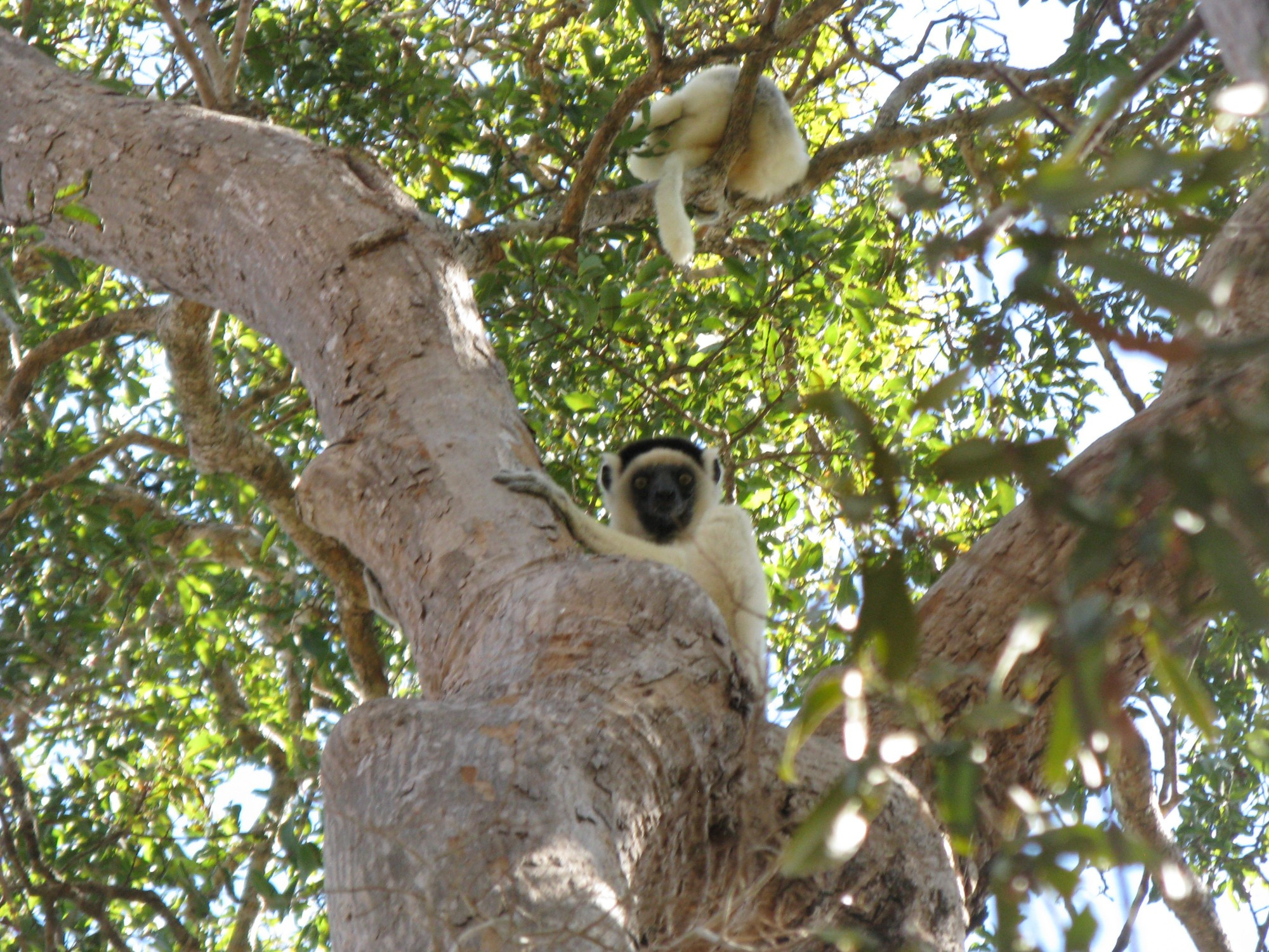 Madagascar