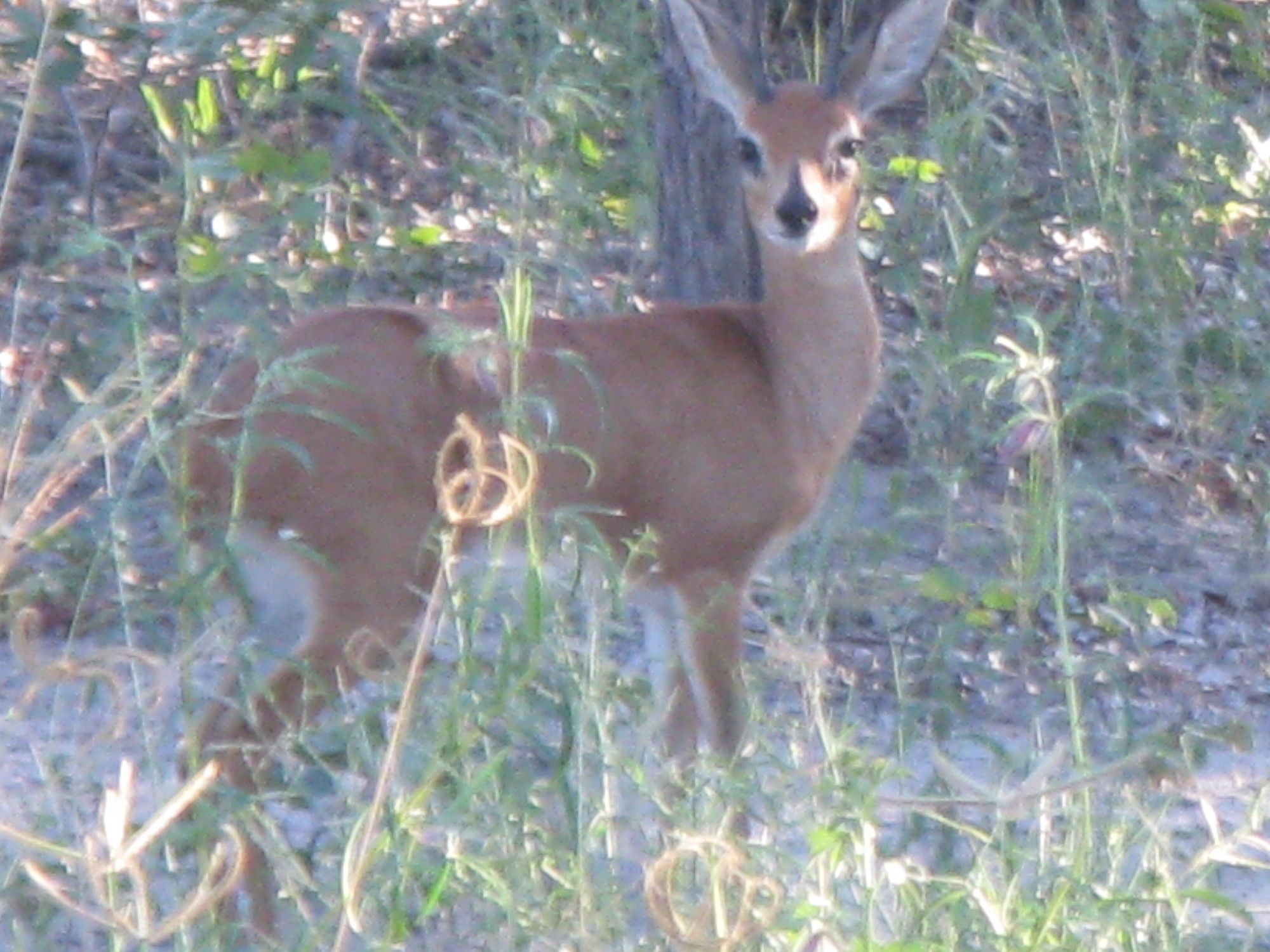 Botswana