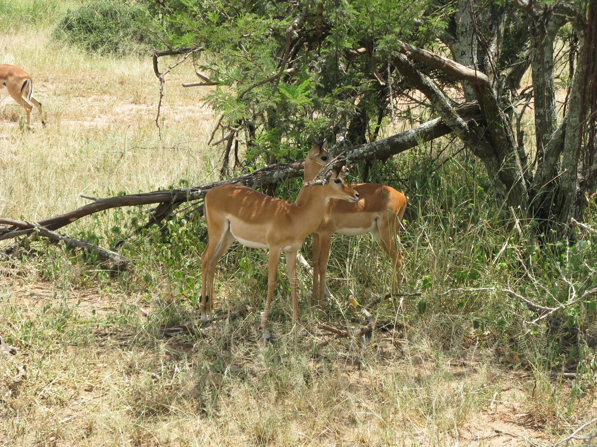 Tanzania