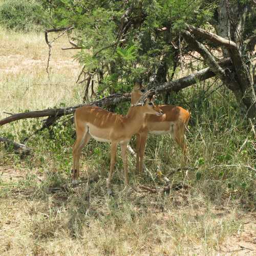 Tanzania