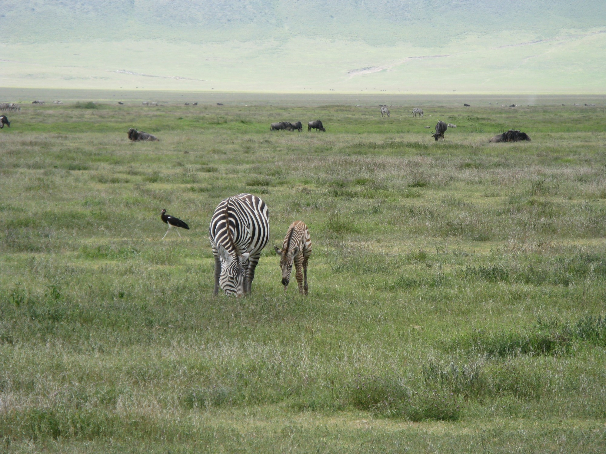 Tanzania