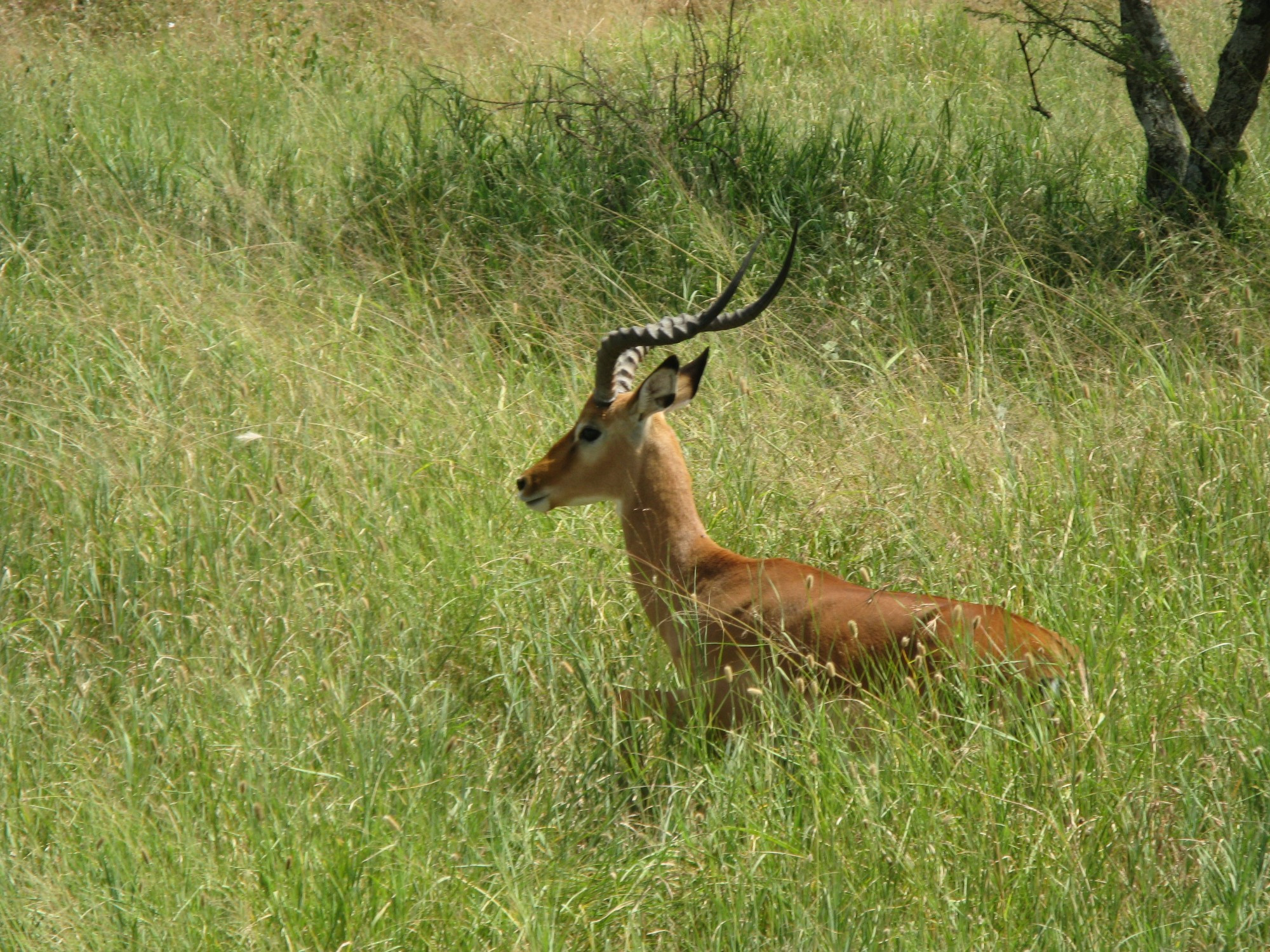 Tanzania