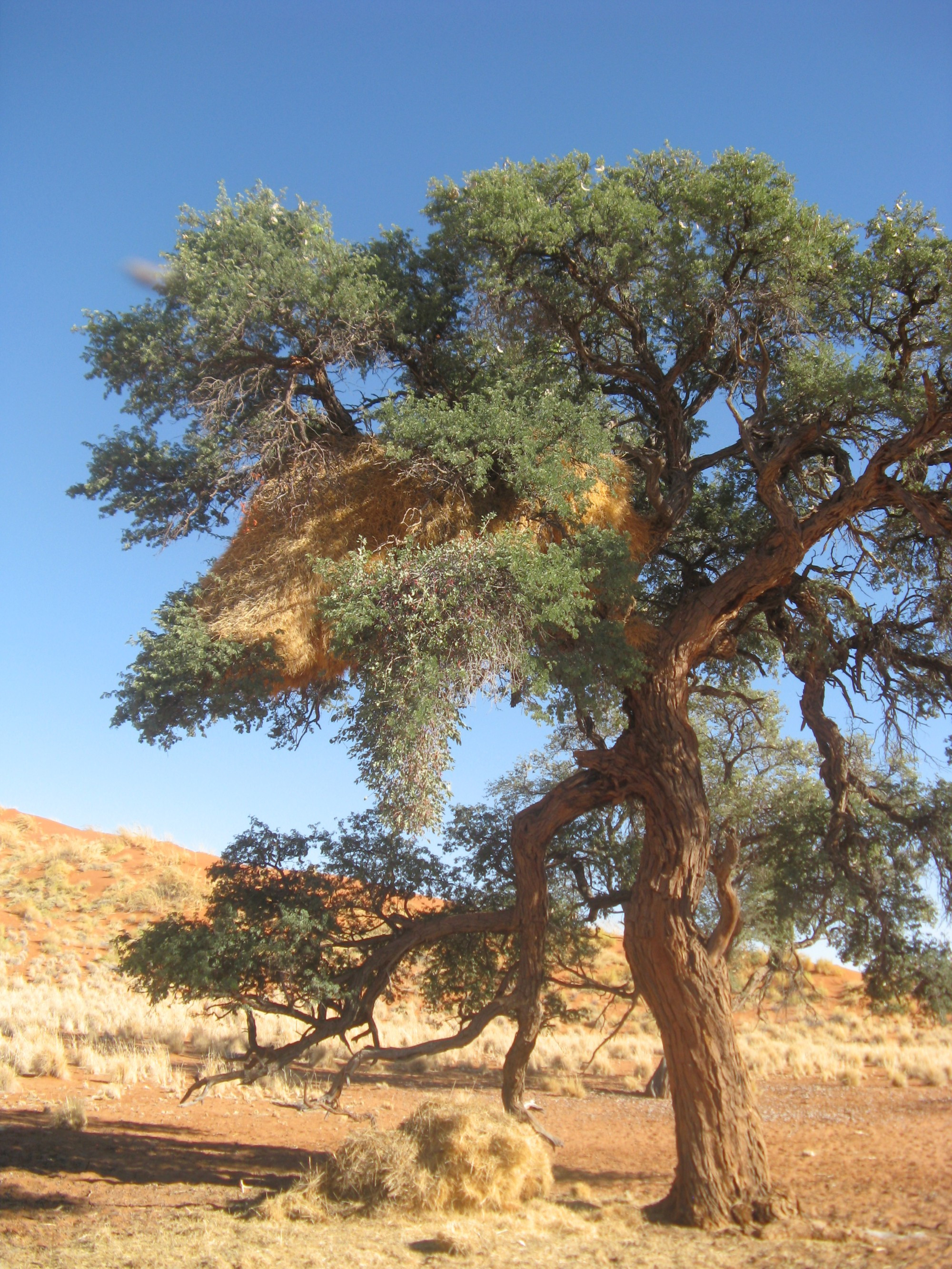 Namibia