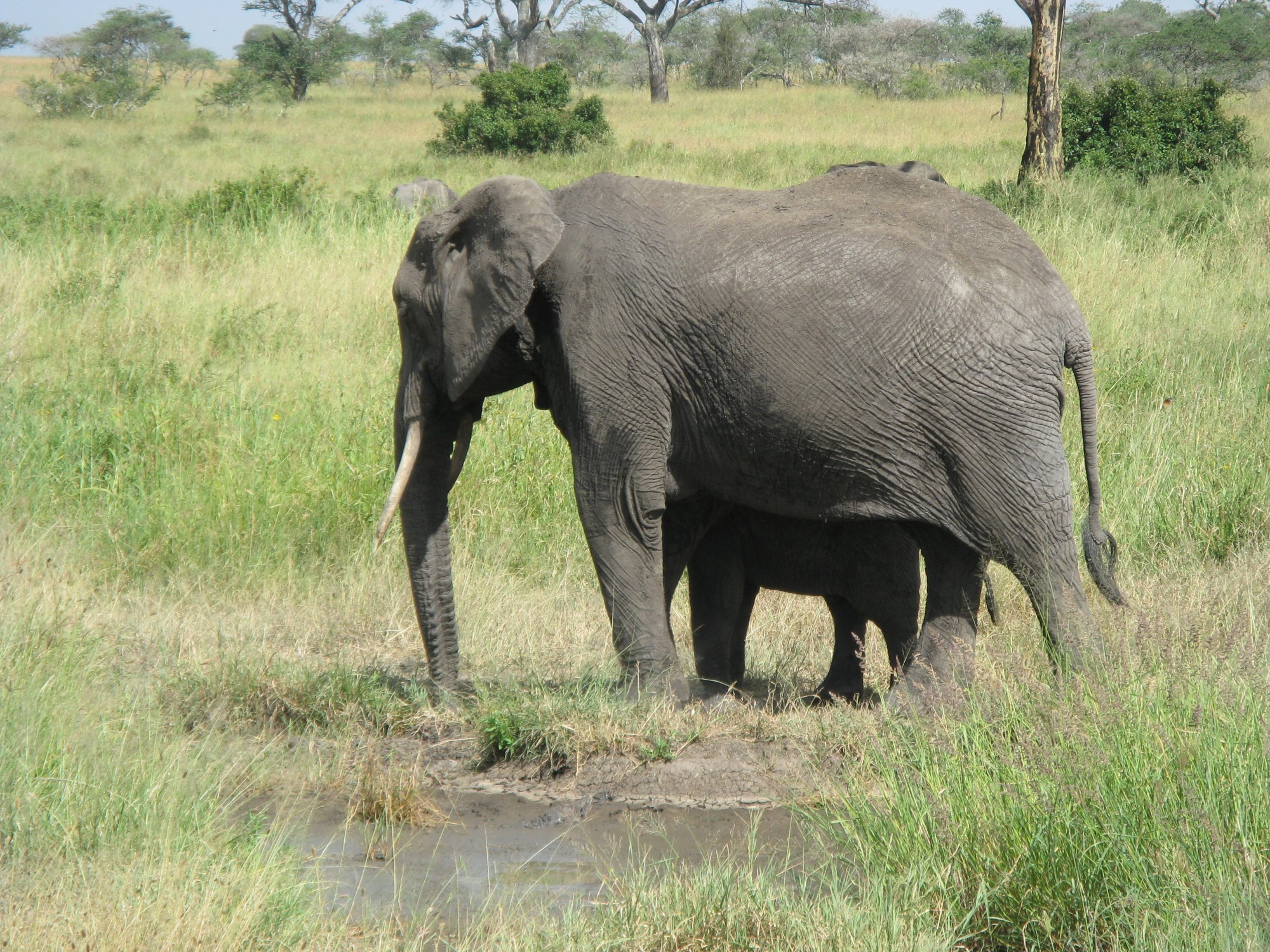 Tanzania