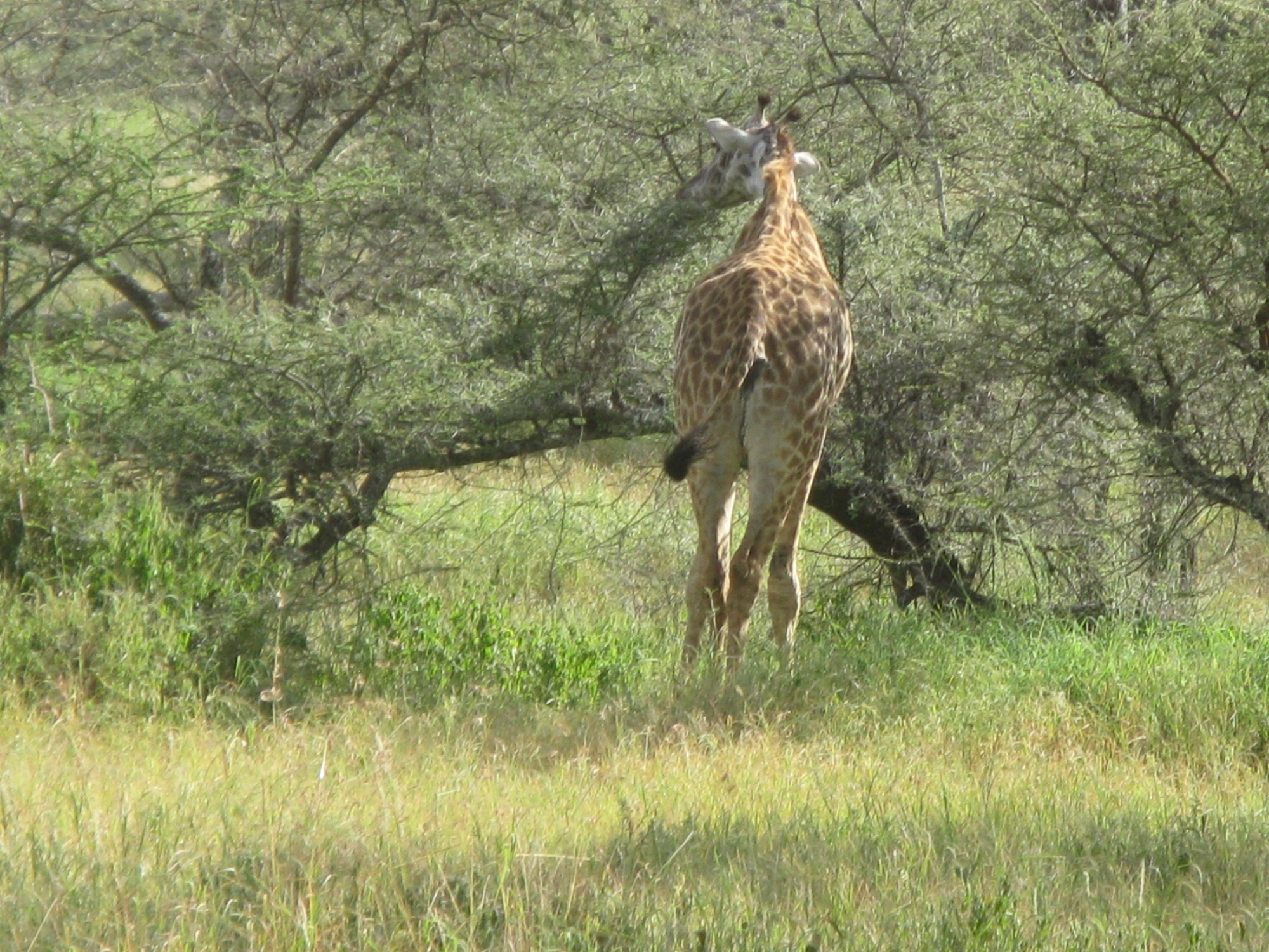 Tanzania