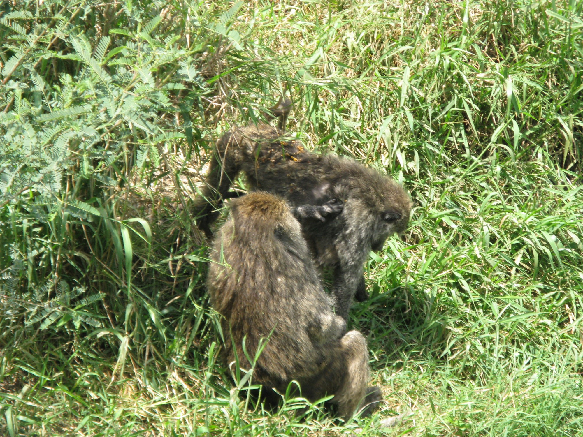 Tanzania