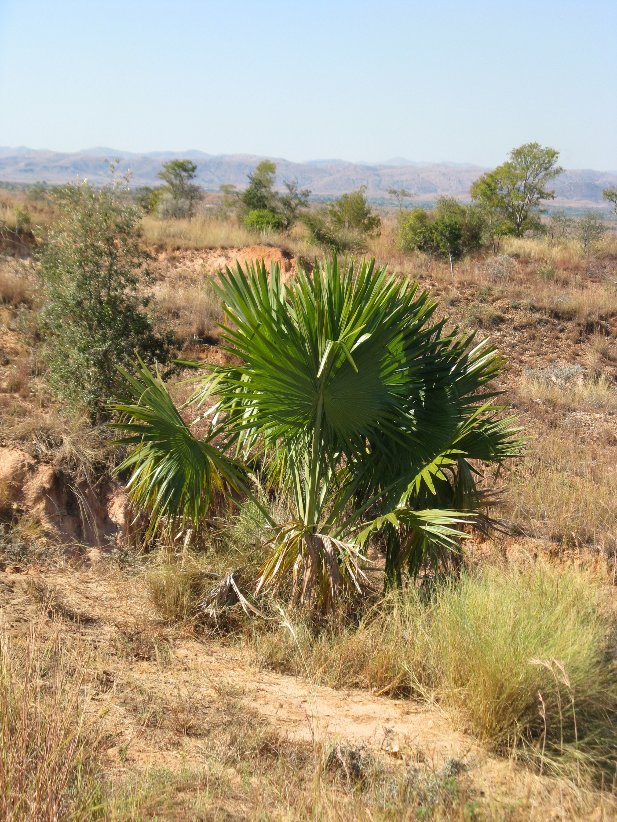 Madagascar