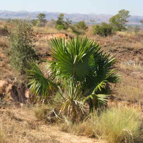 Madagascar