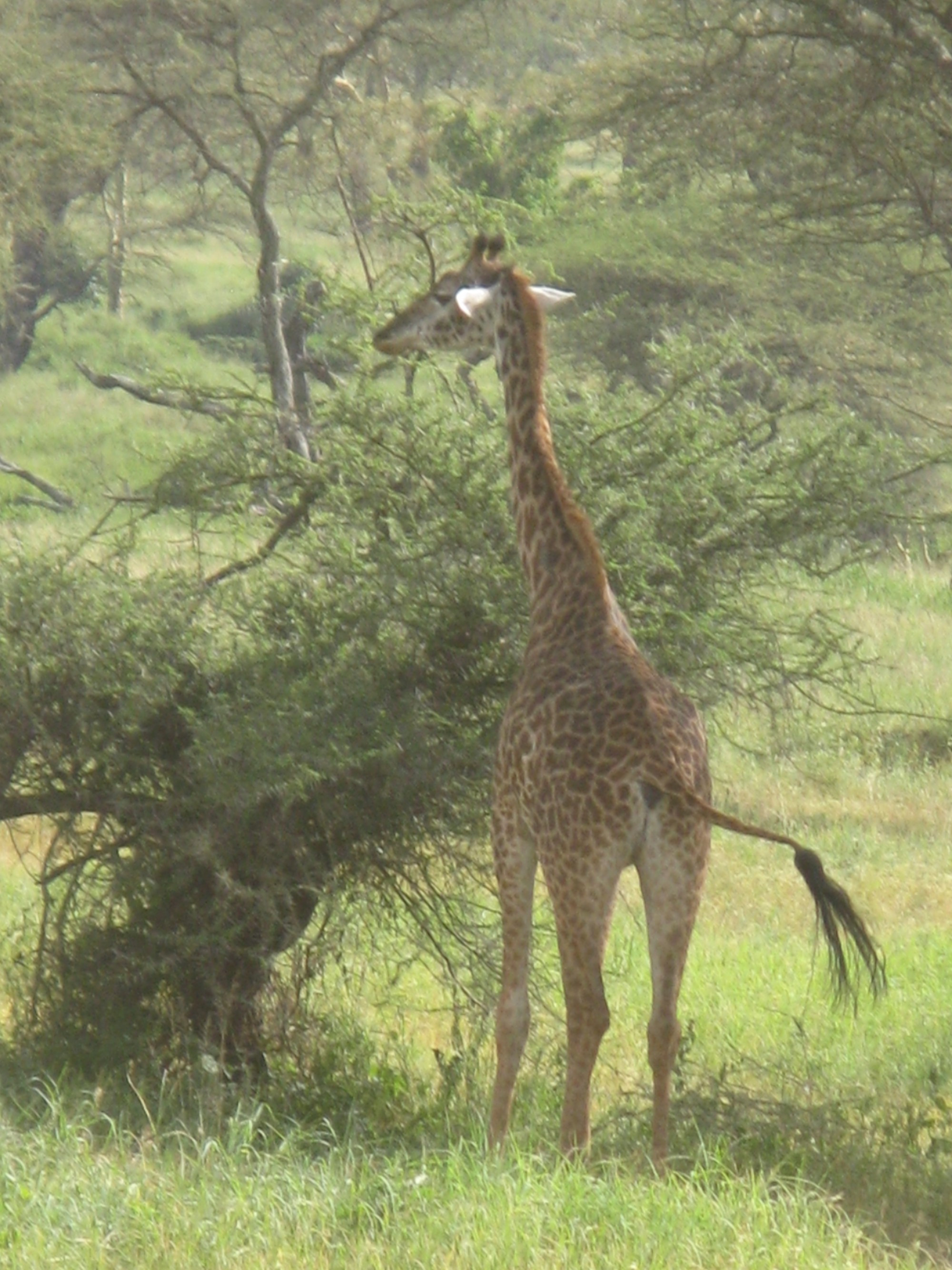 Tanzania