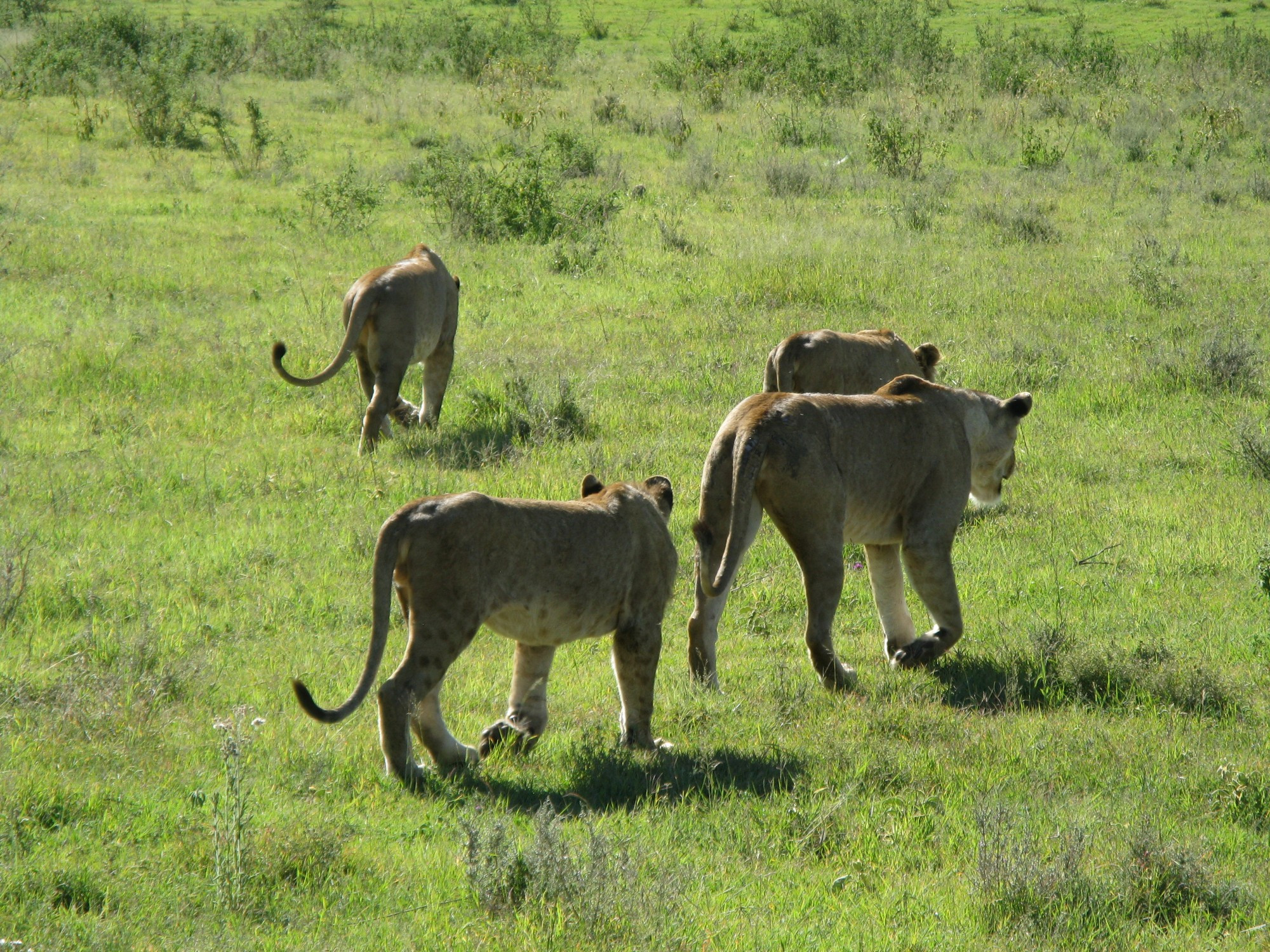 Tanzania