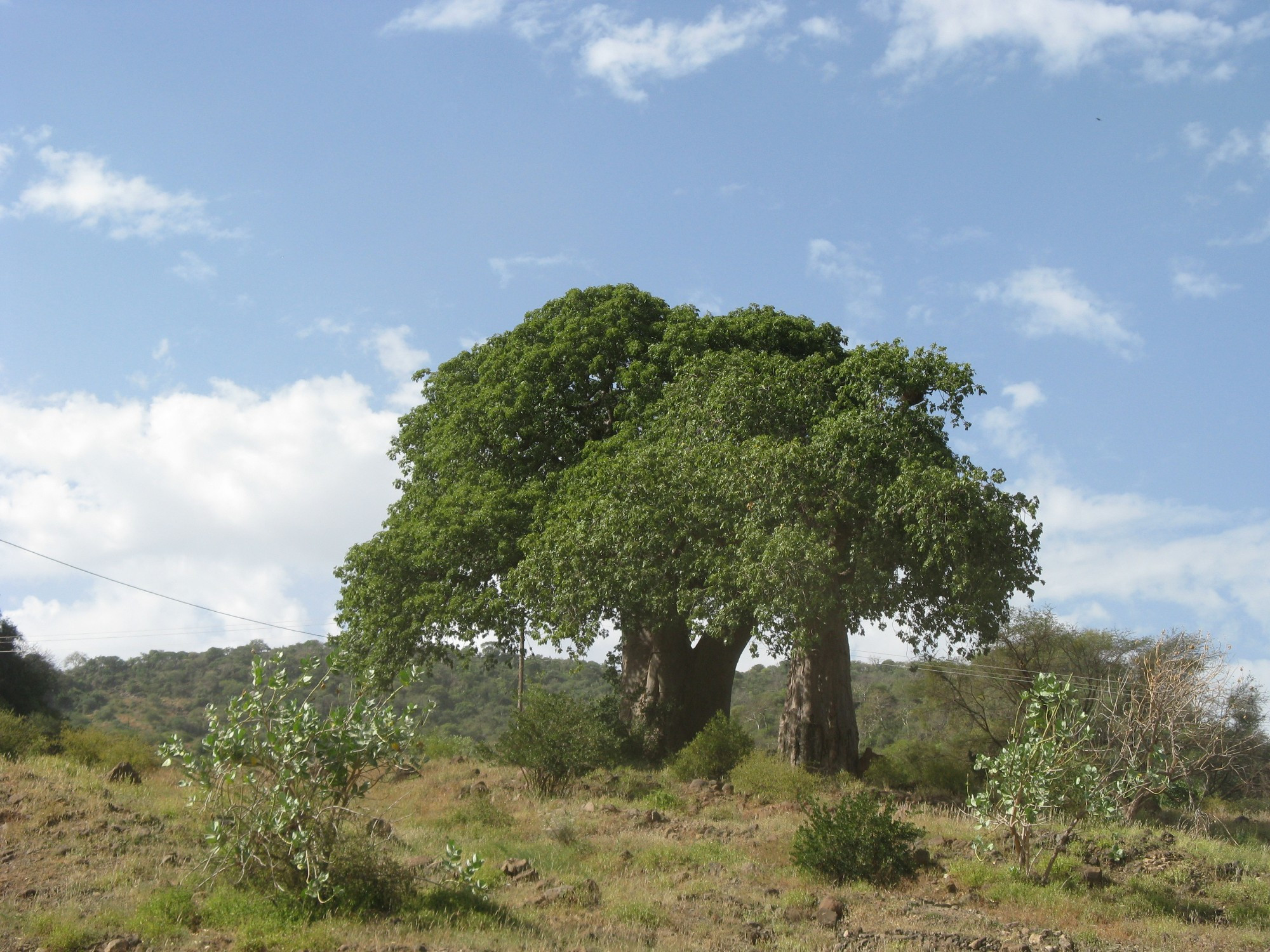 Tanzania