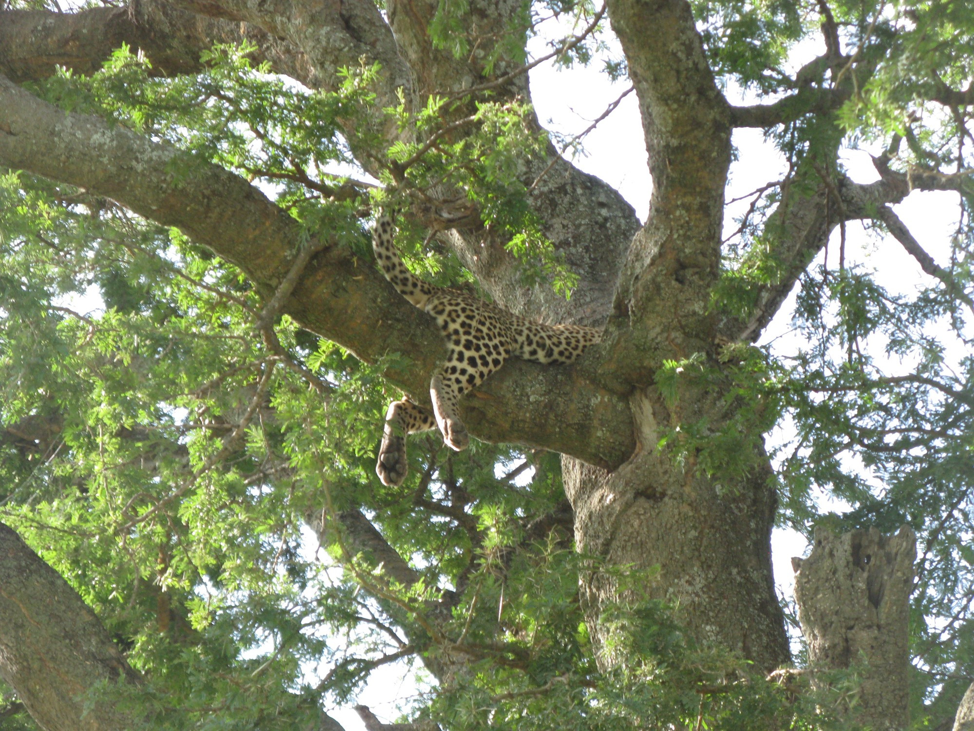 Tanzania