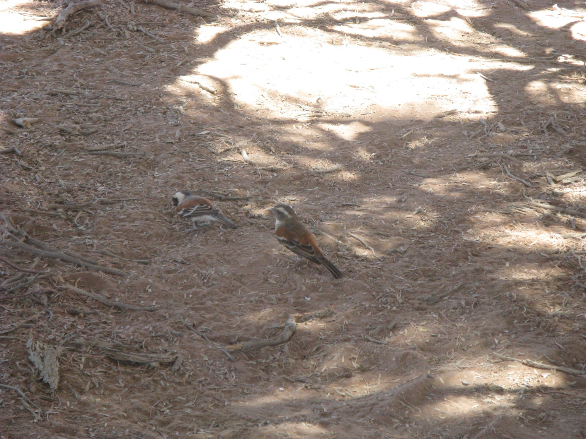 Namibia