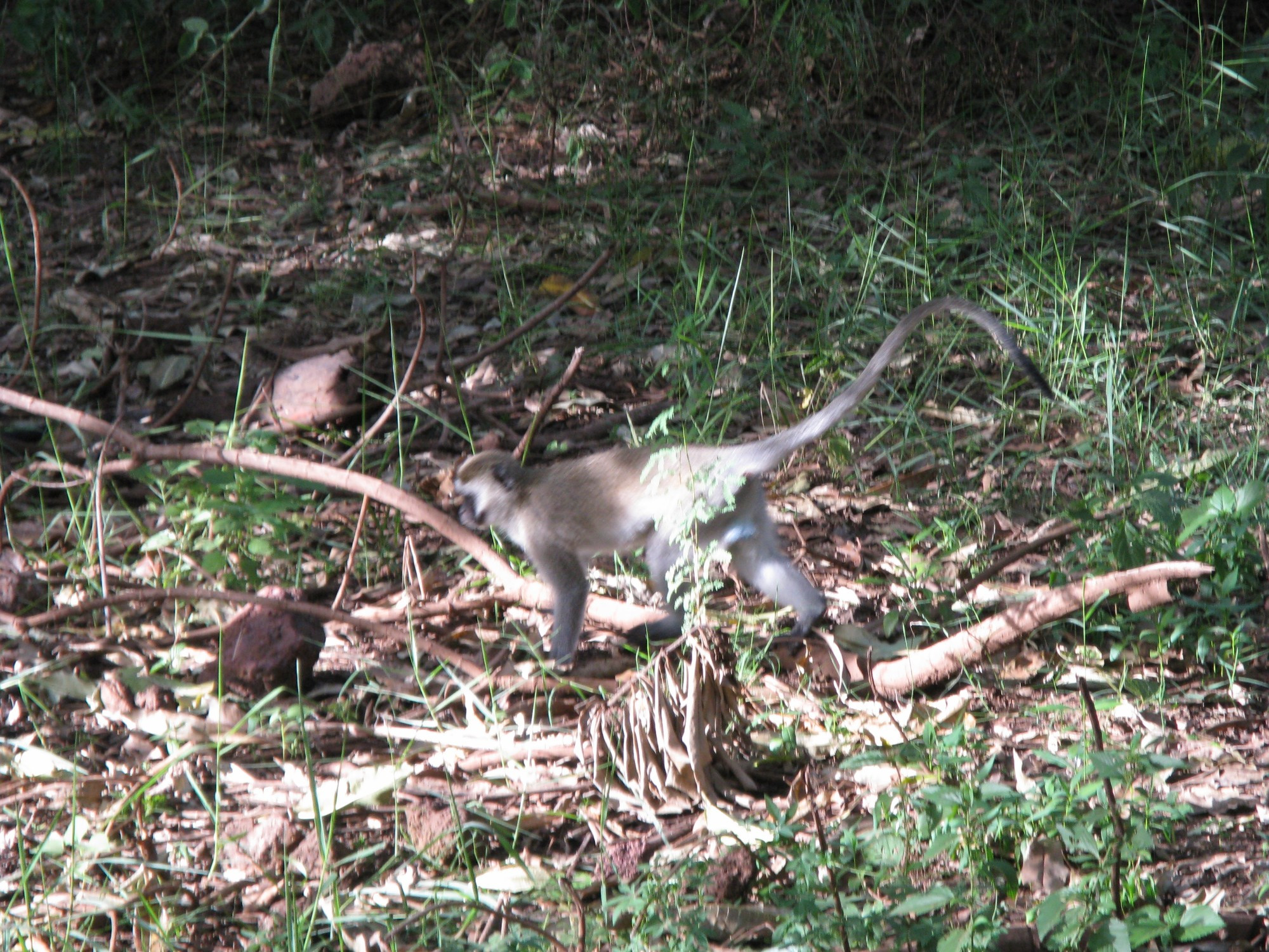 Tanzania