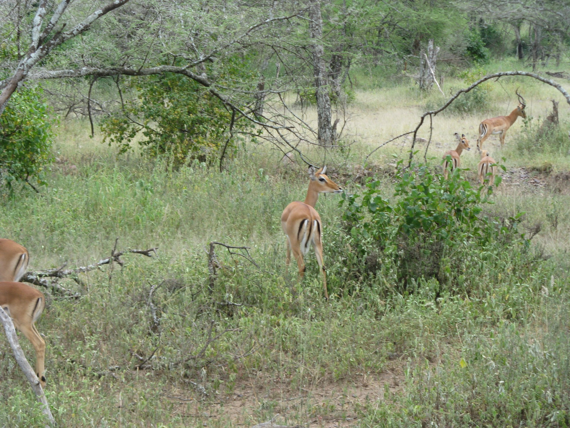 Tanzania