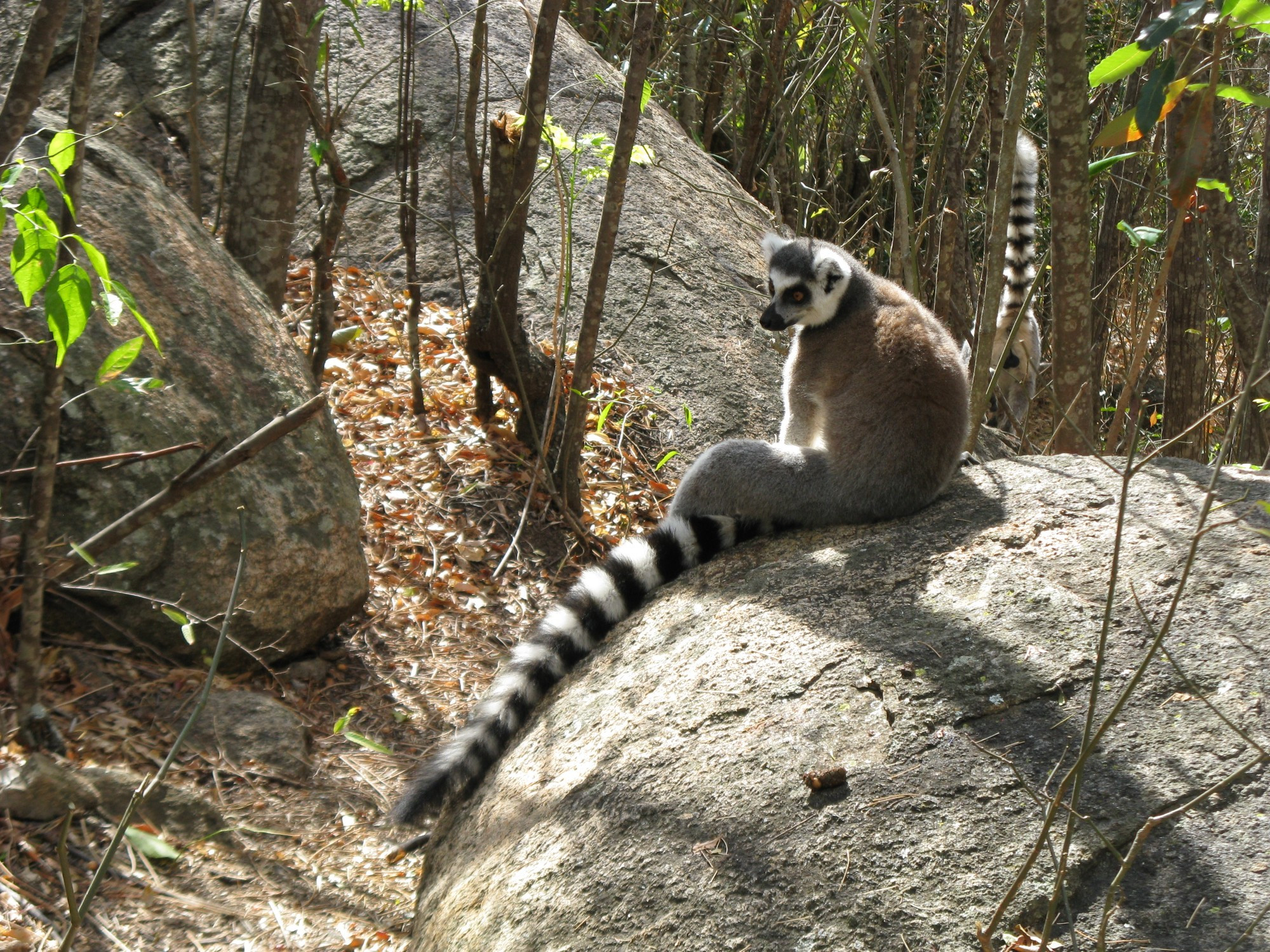 Madagascar