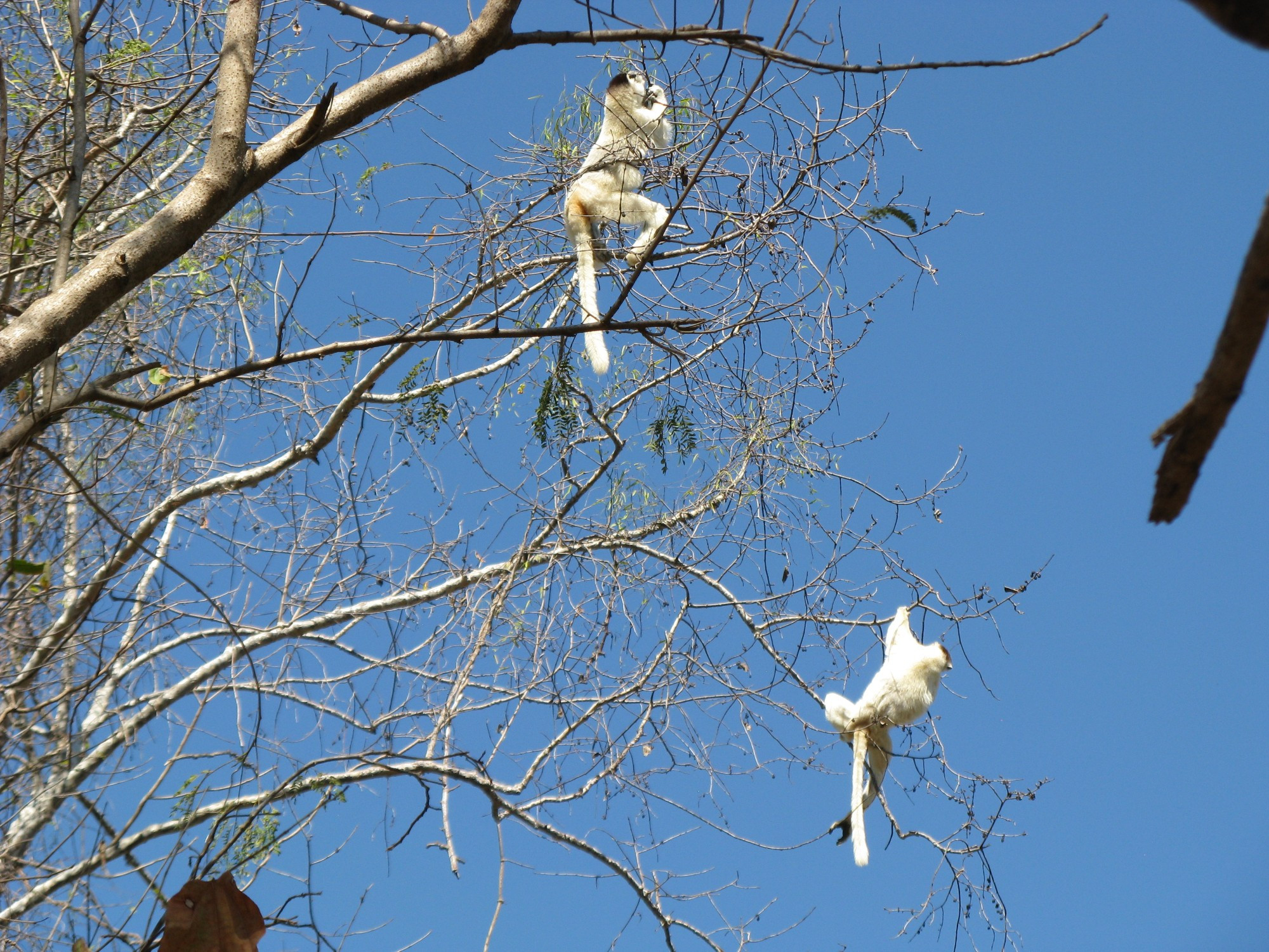 Madagascar