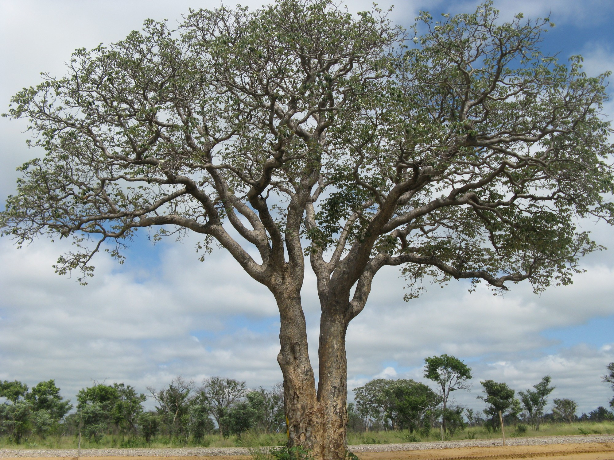 Botswana