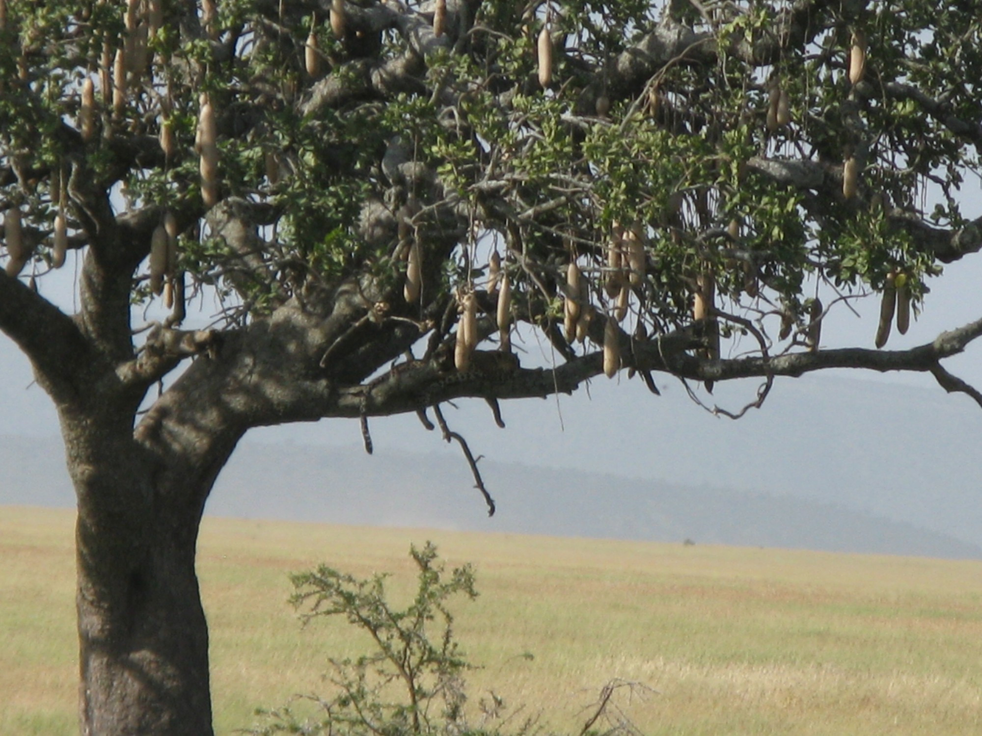 Tanzania