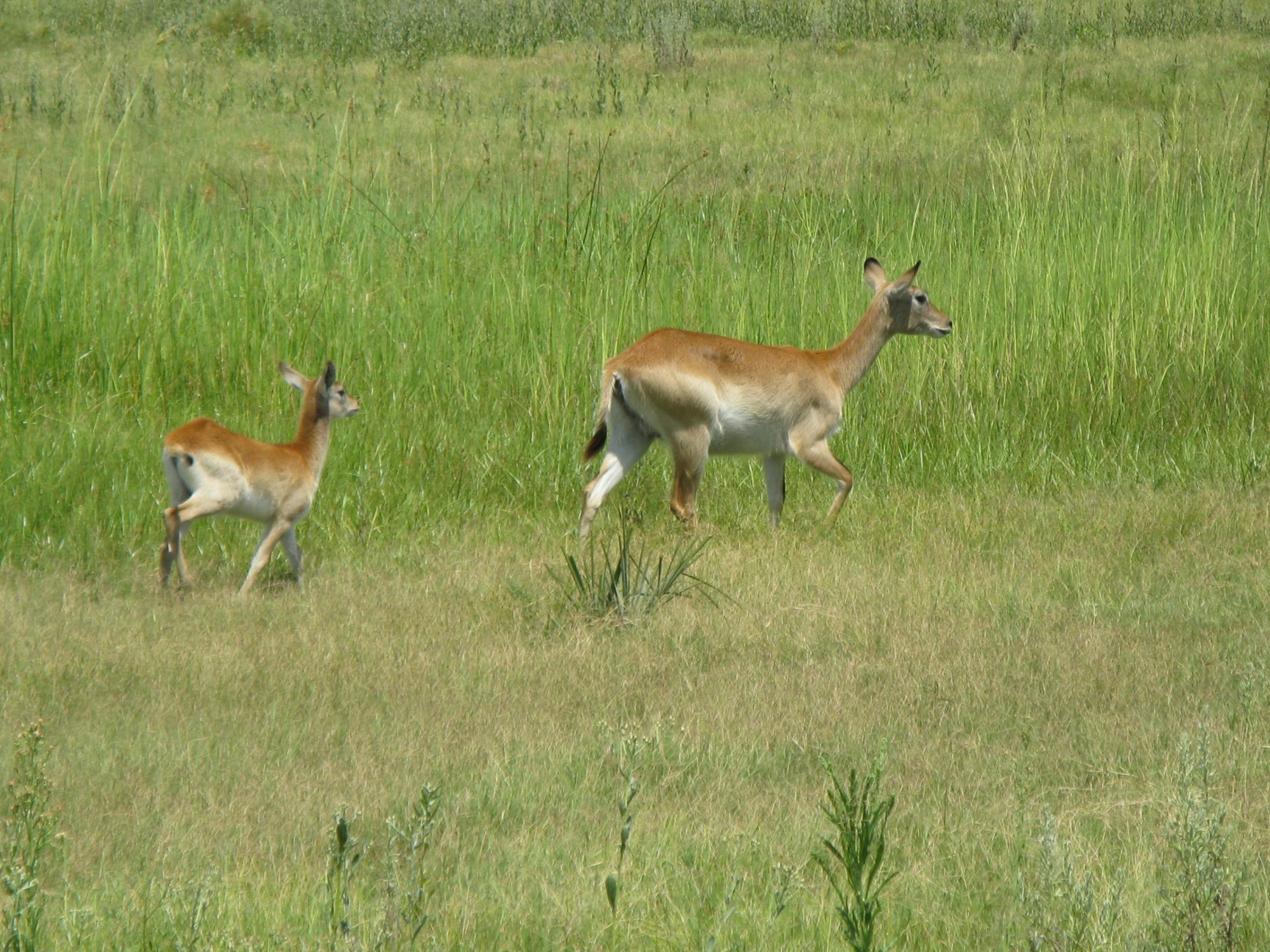 Botswana