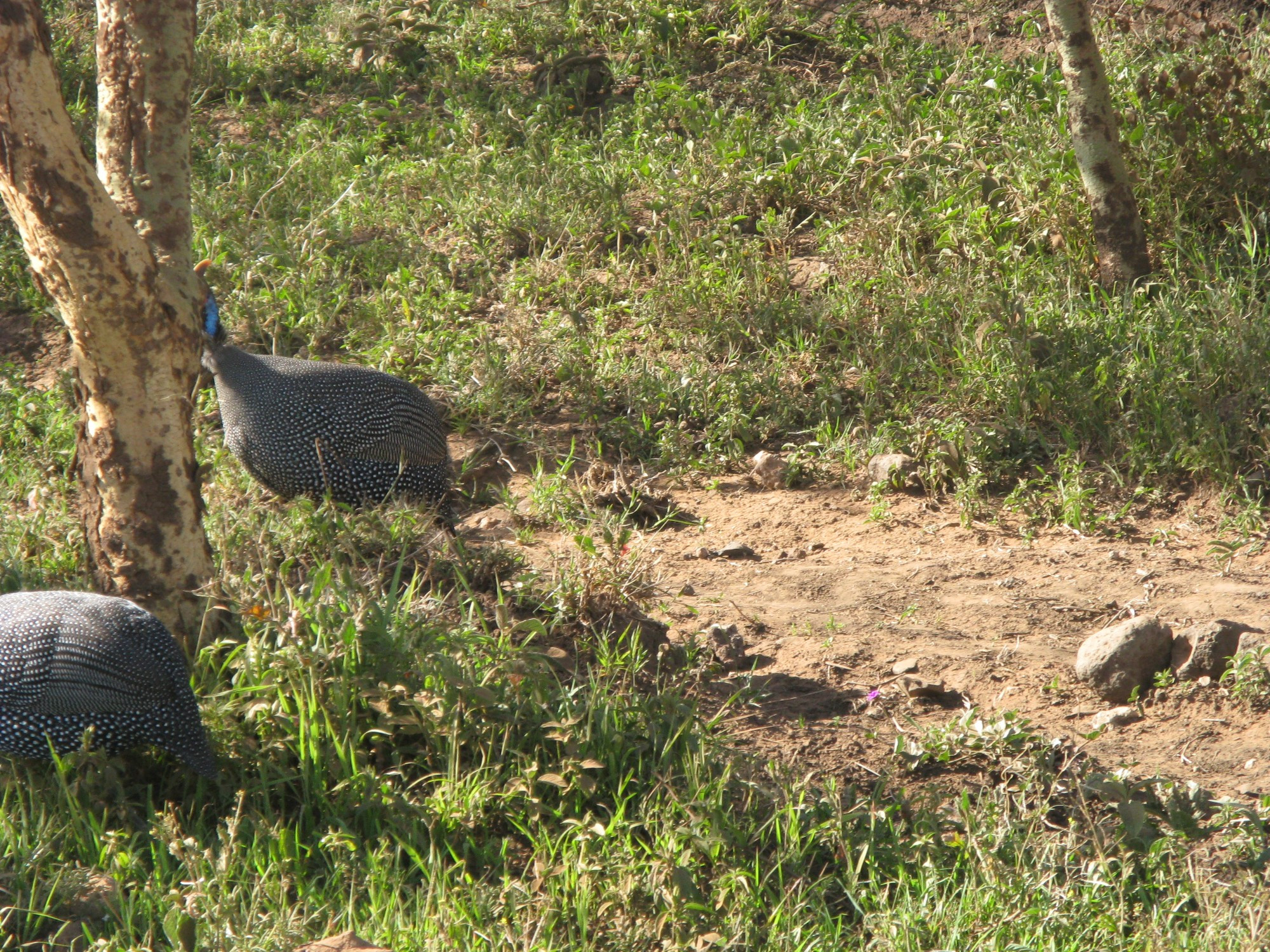 Tanzania