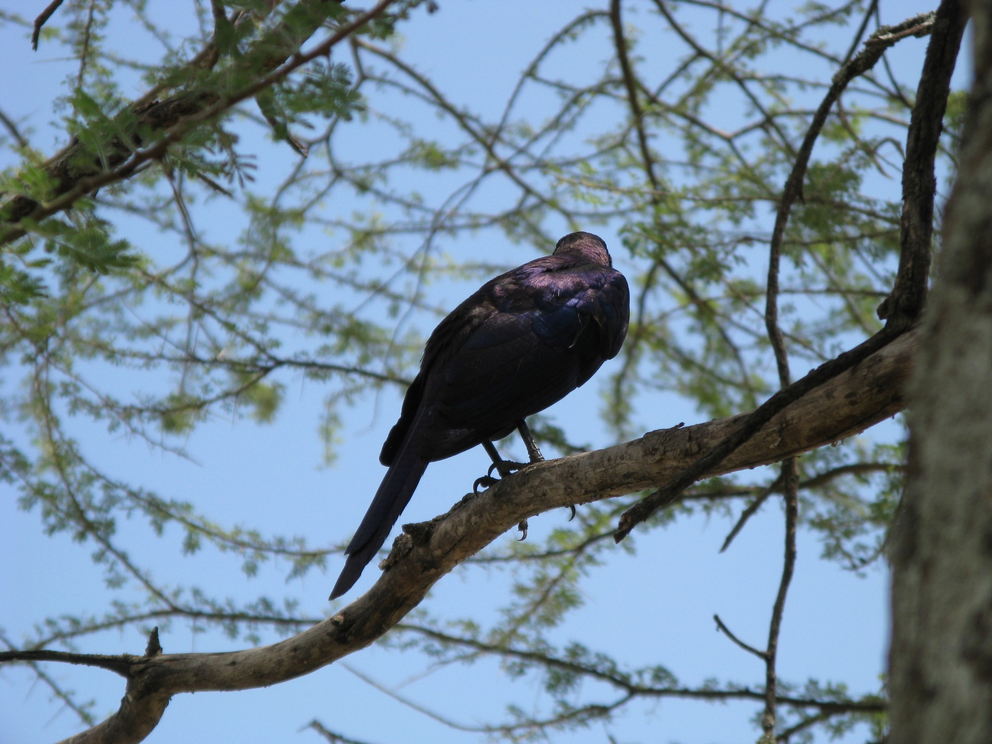 Tanzania