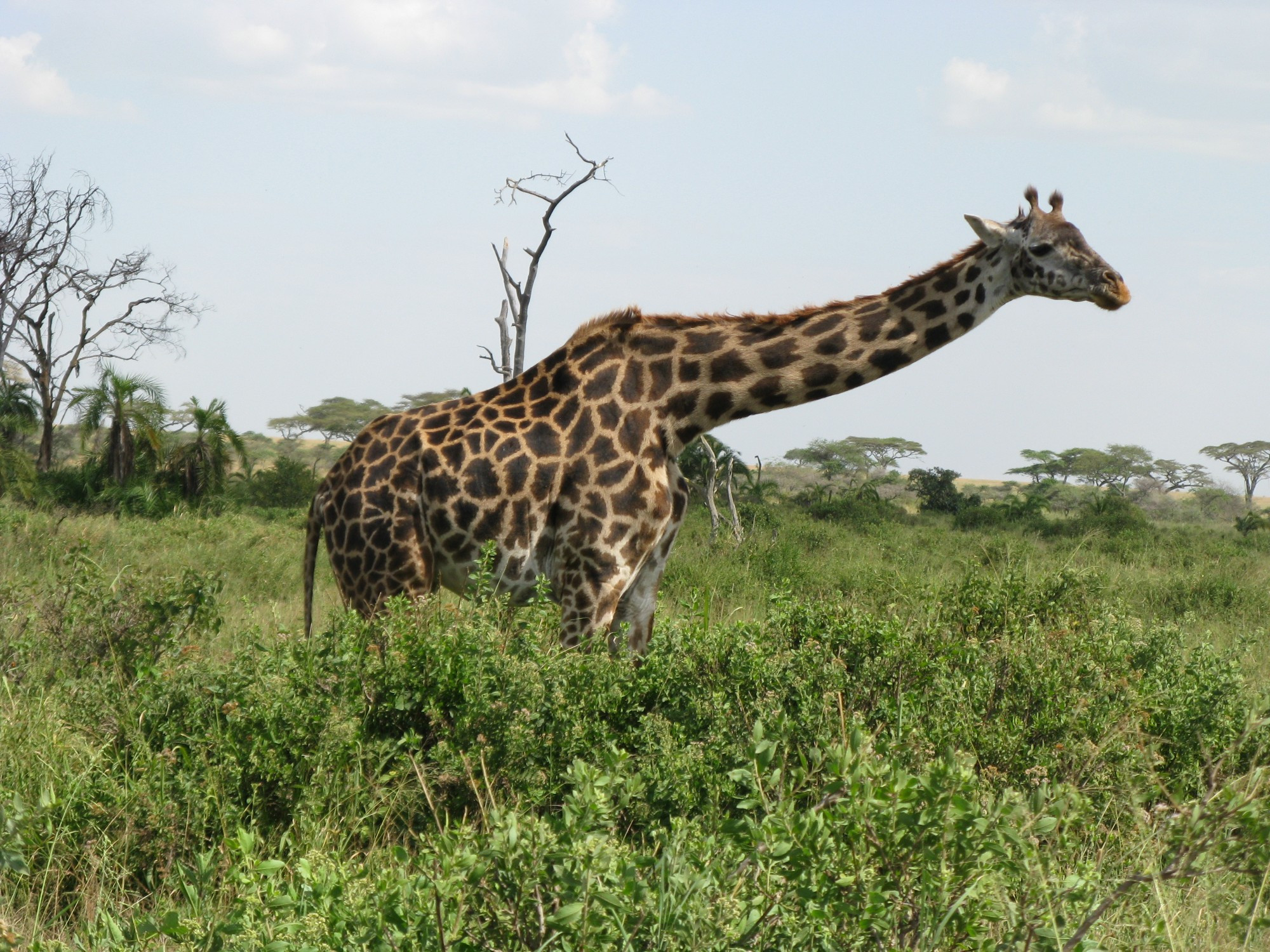 Tanzania