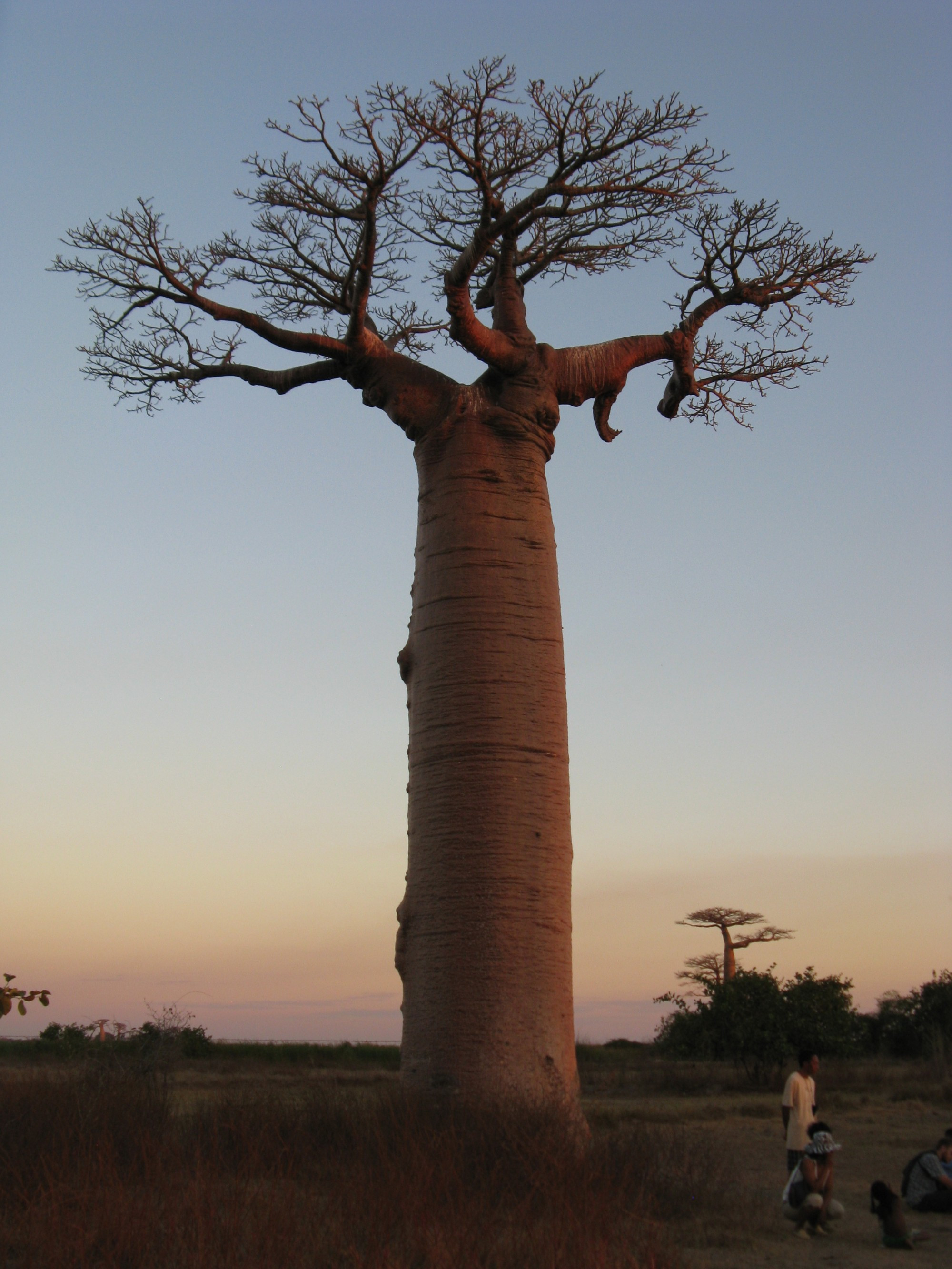 Madagascar