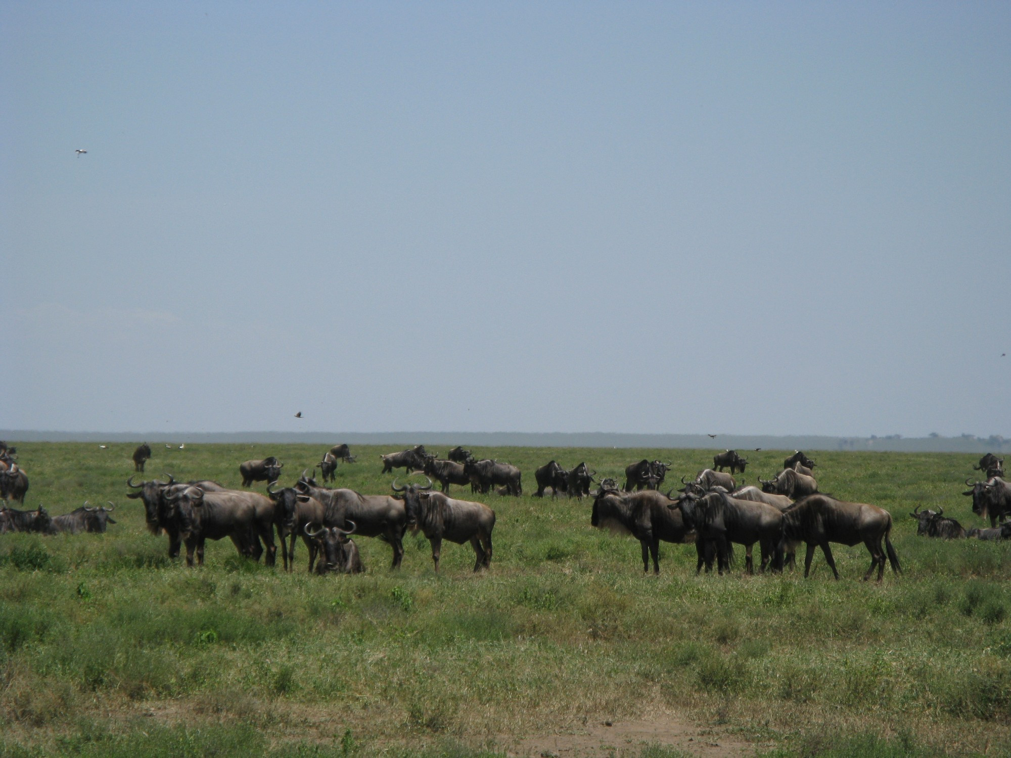 Tanzania