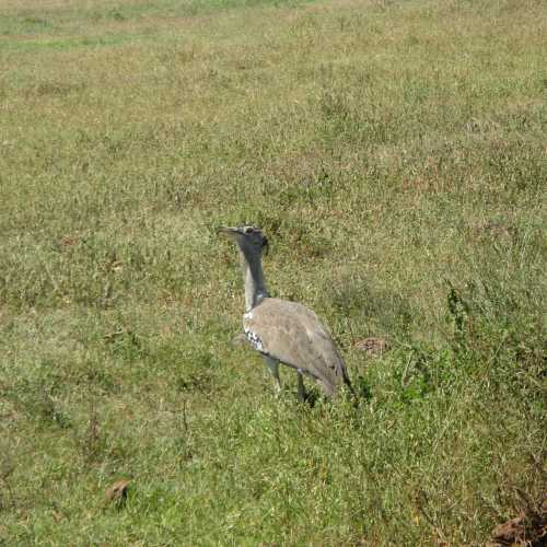 Tanzania