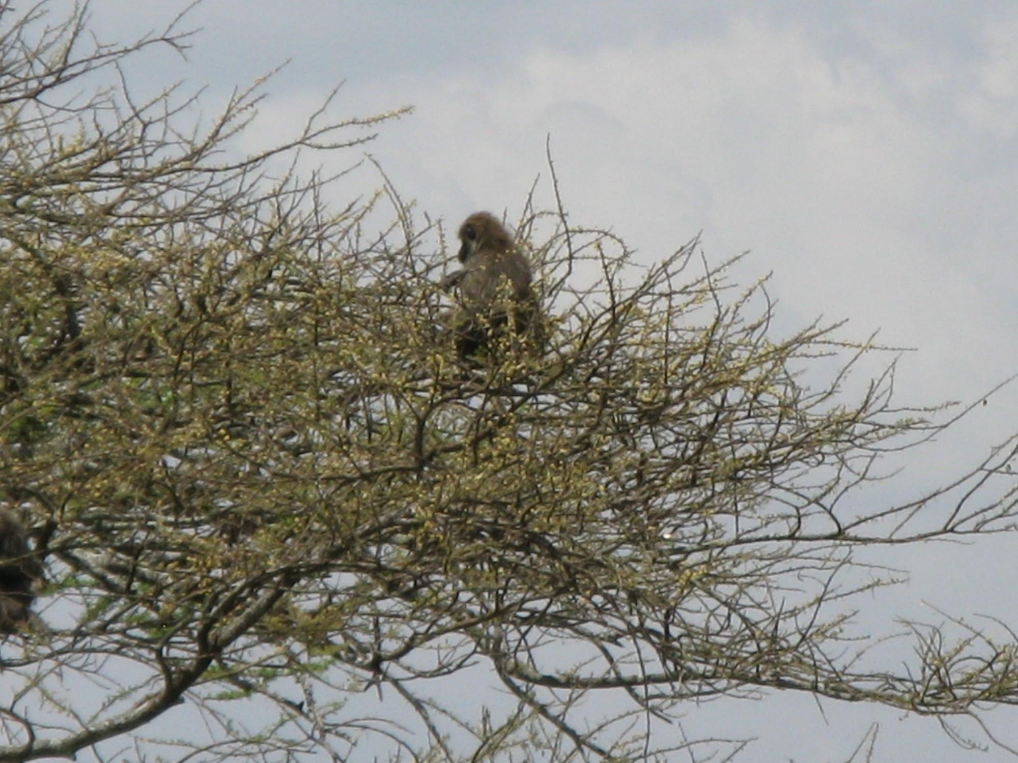 Tanzania