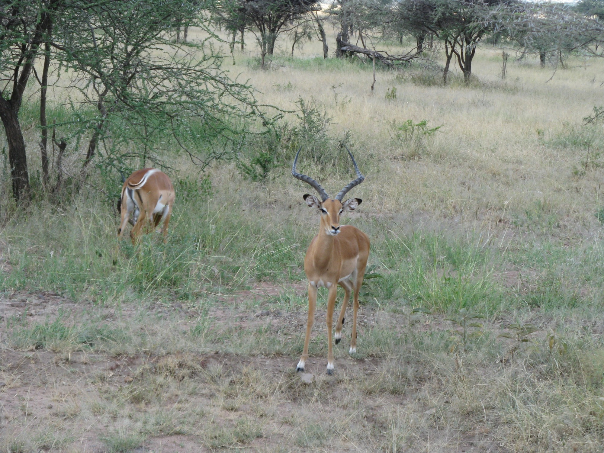 Tanzania