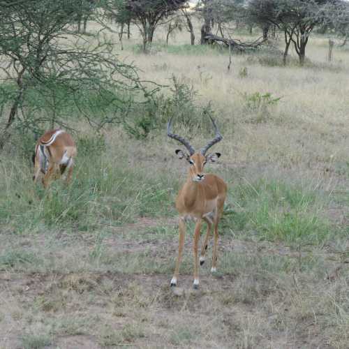 Tanzania