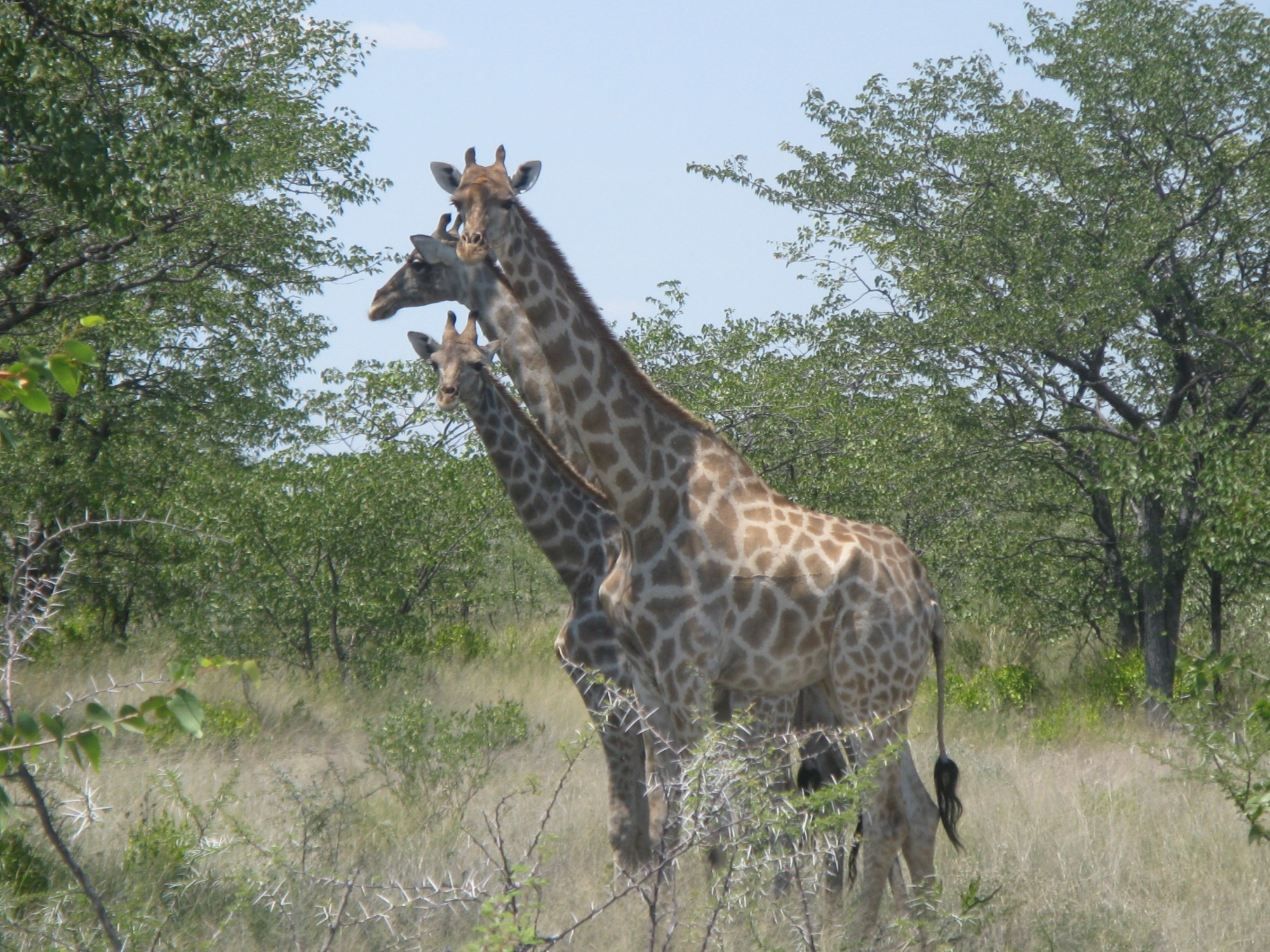 Namibia