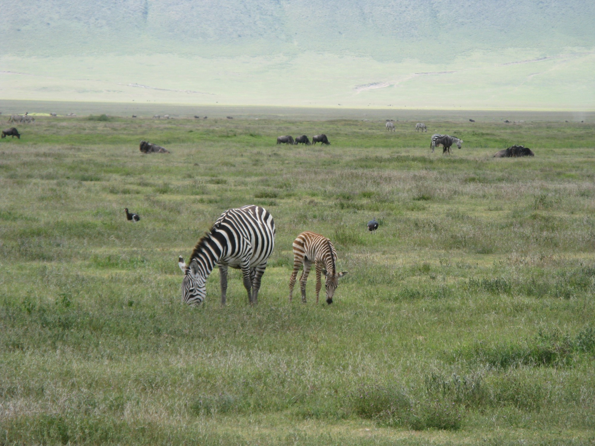 Tanzania