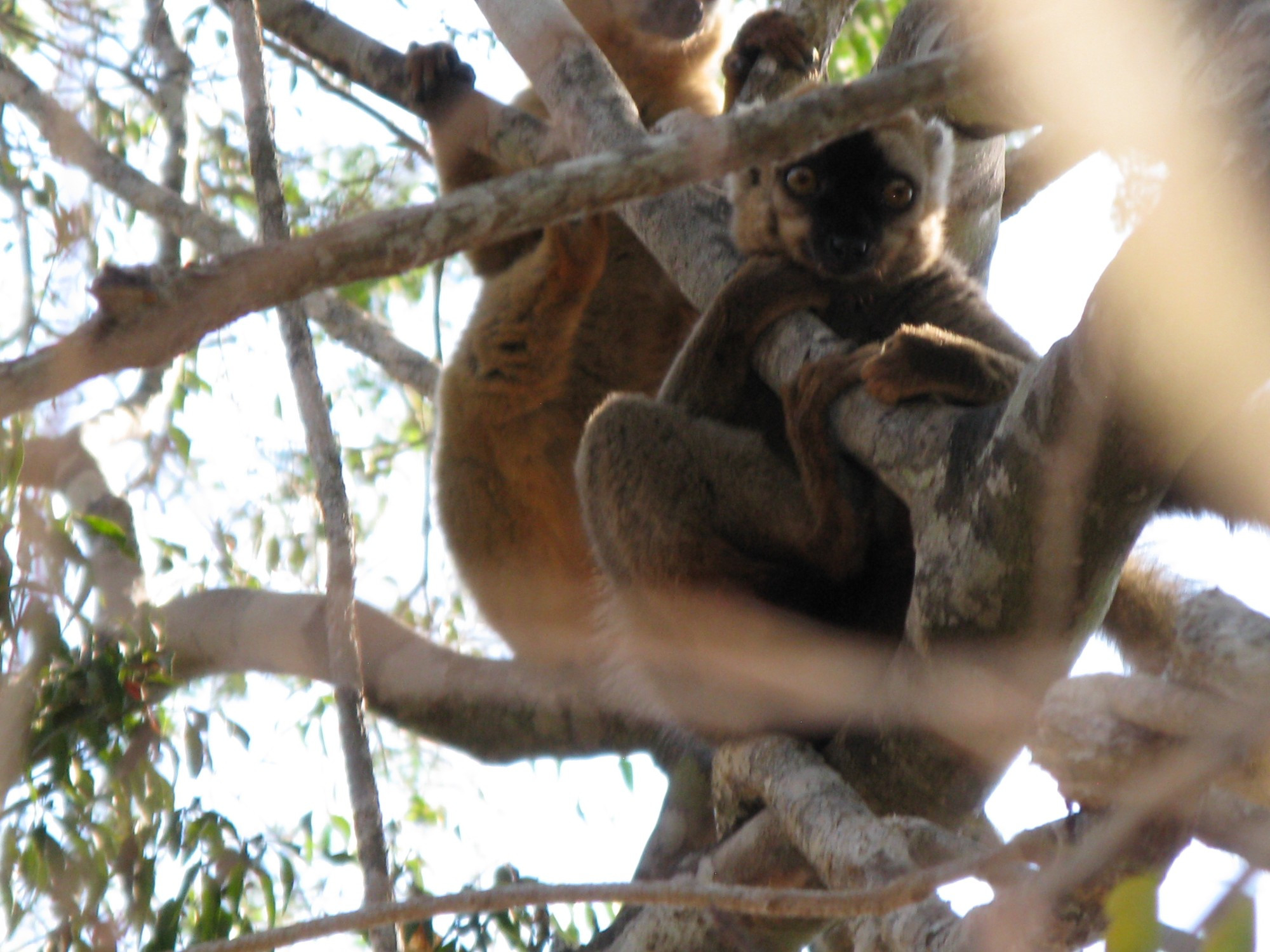 Madagascar