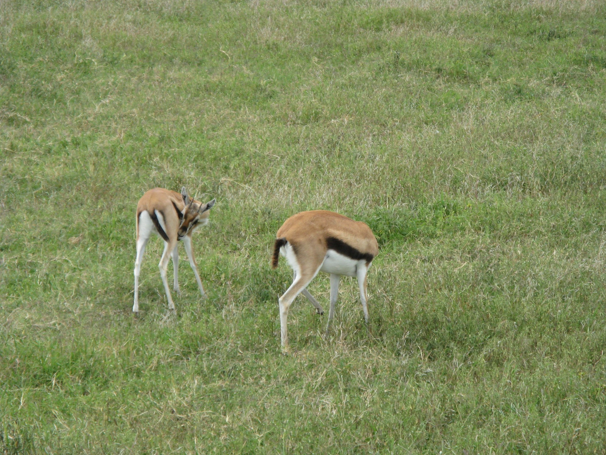 Tanzania