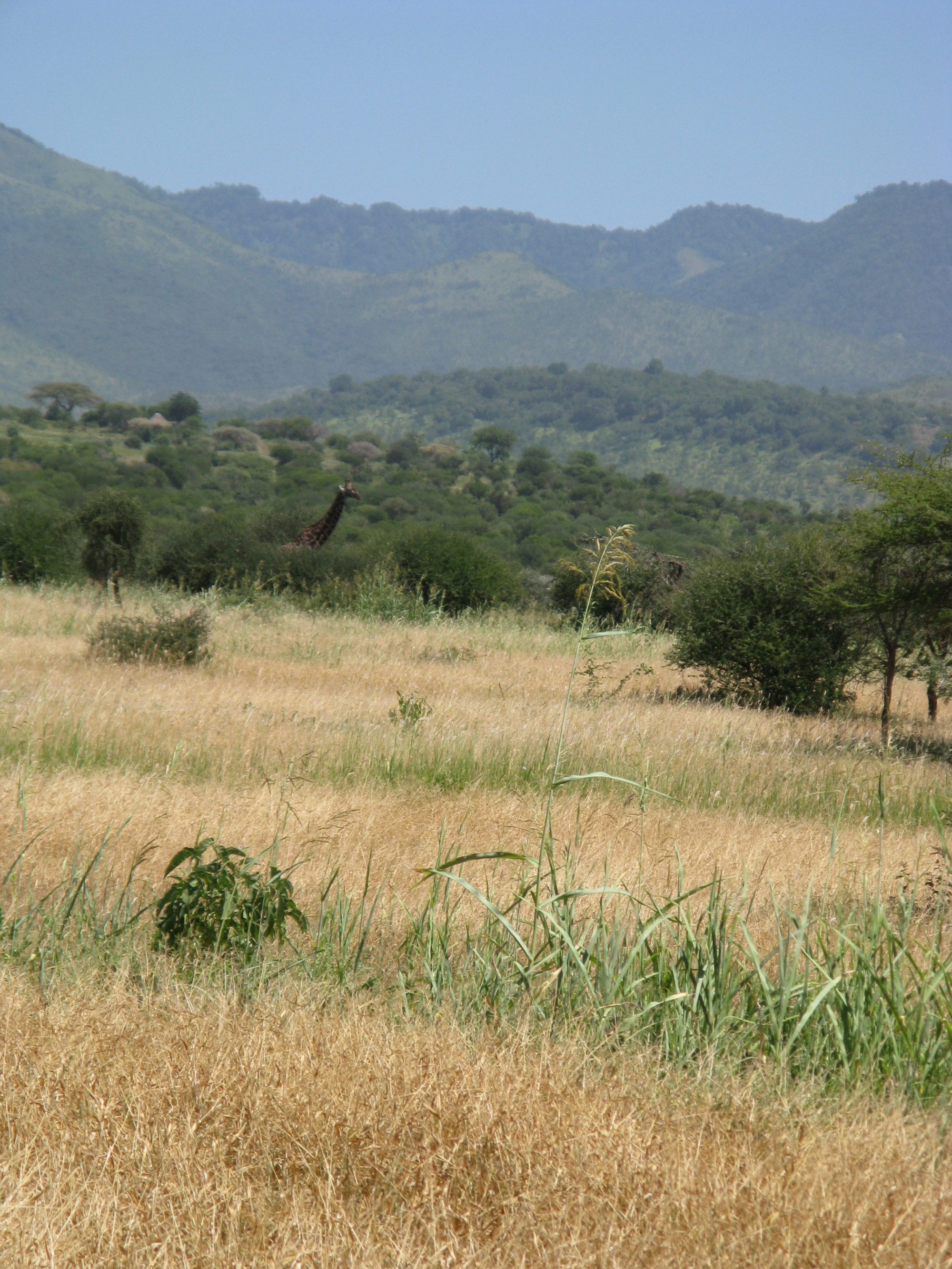 Tanzania