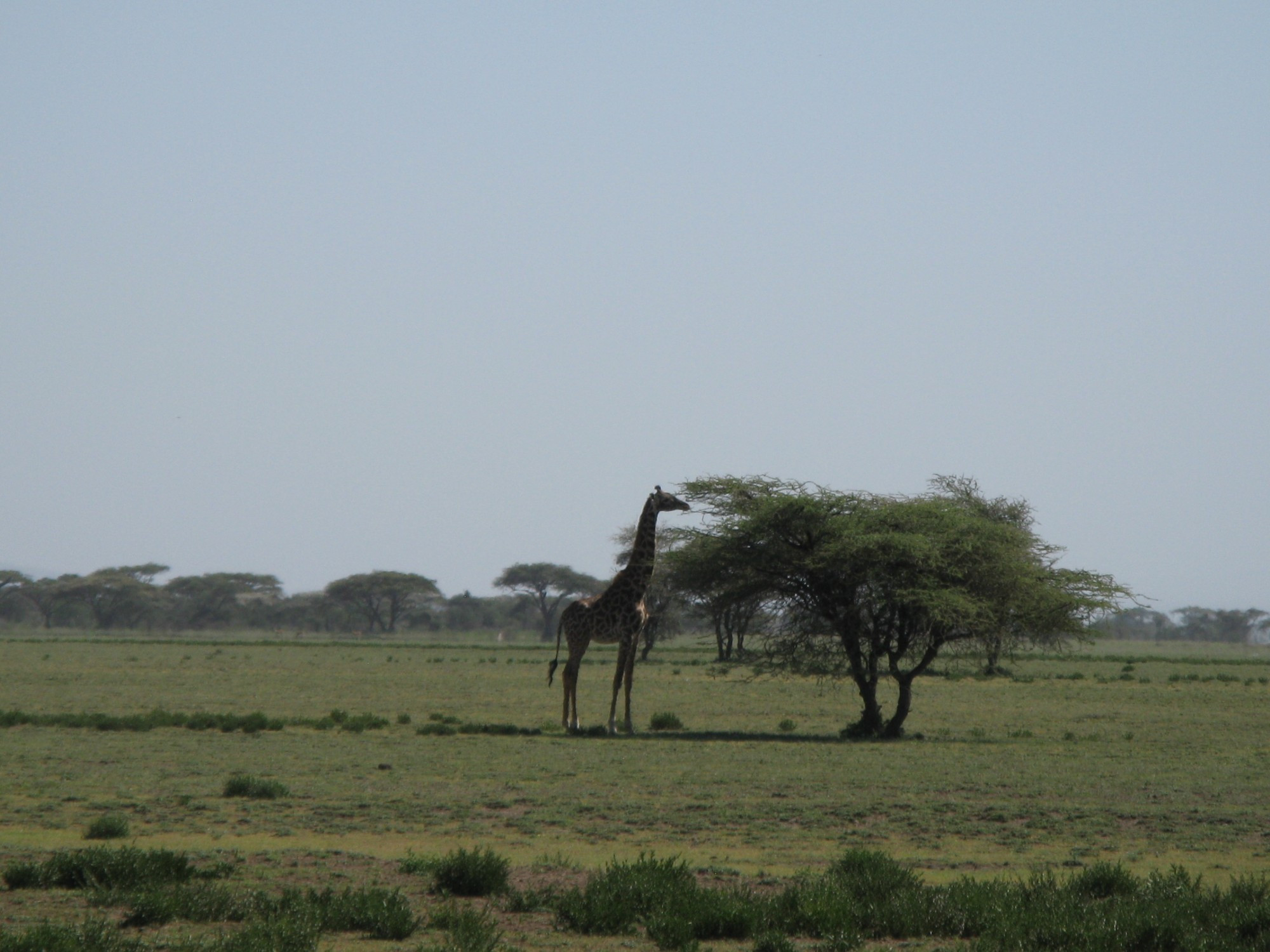 Tanzania