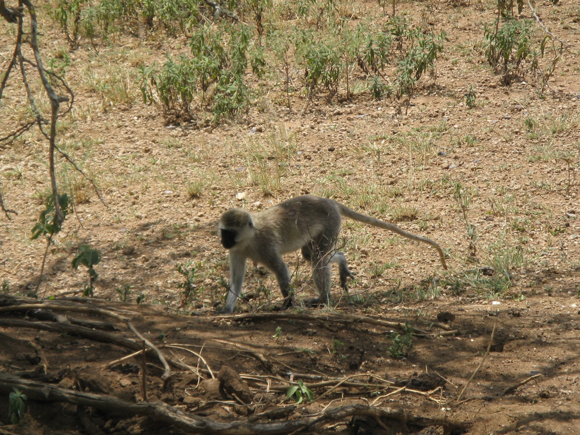 Tanzania