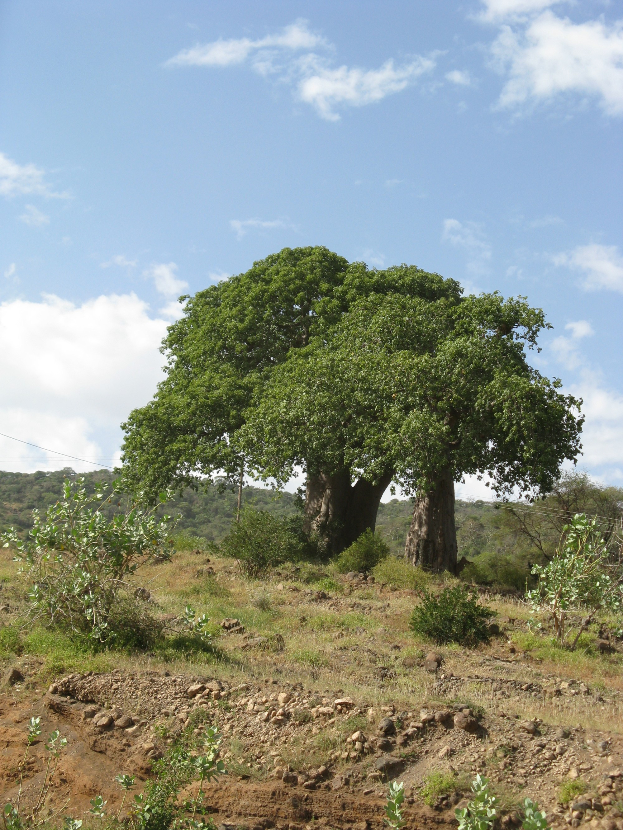 Tanzania