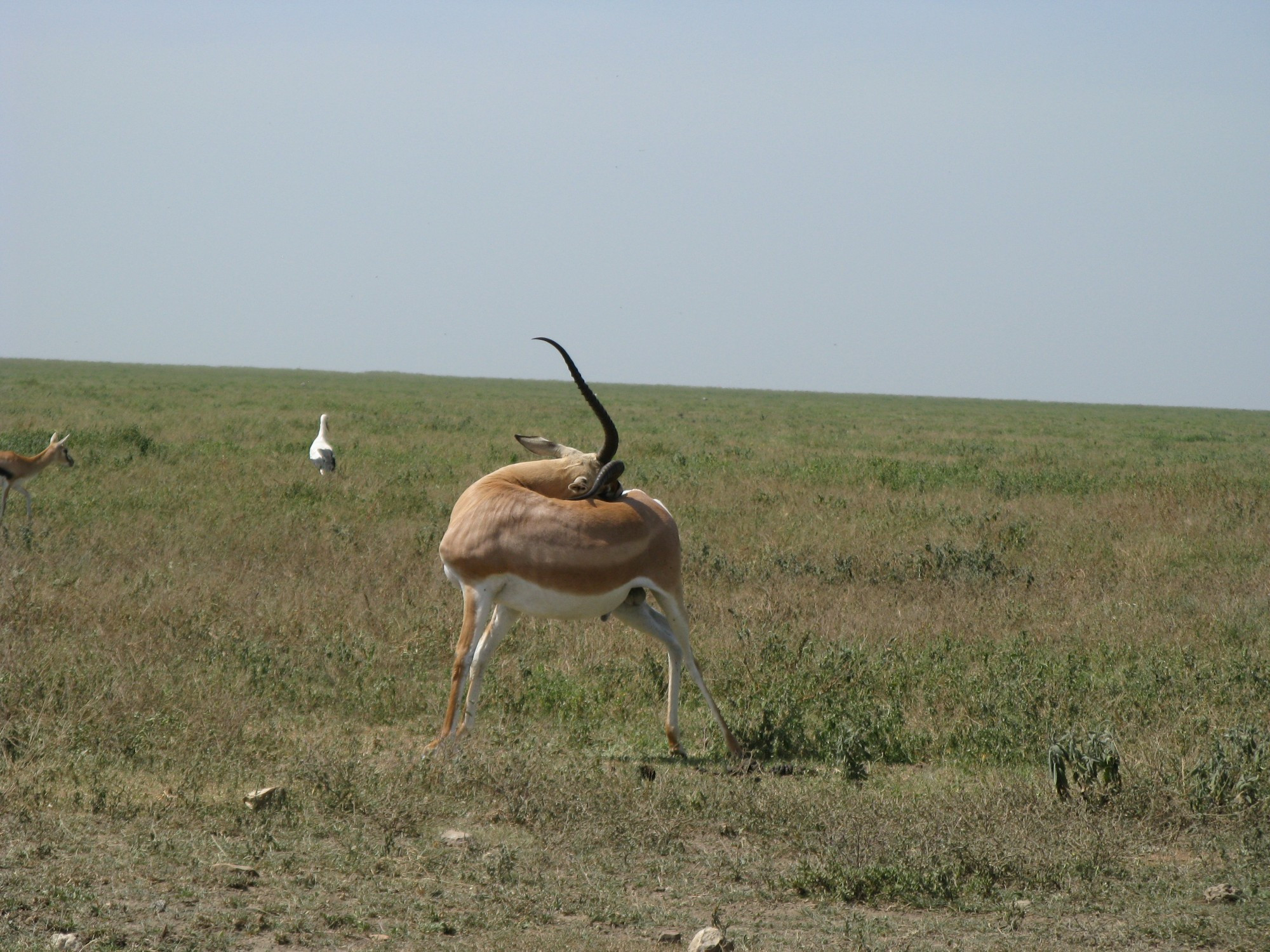 Tanzania