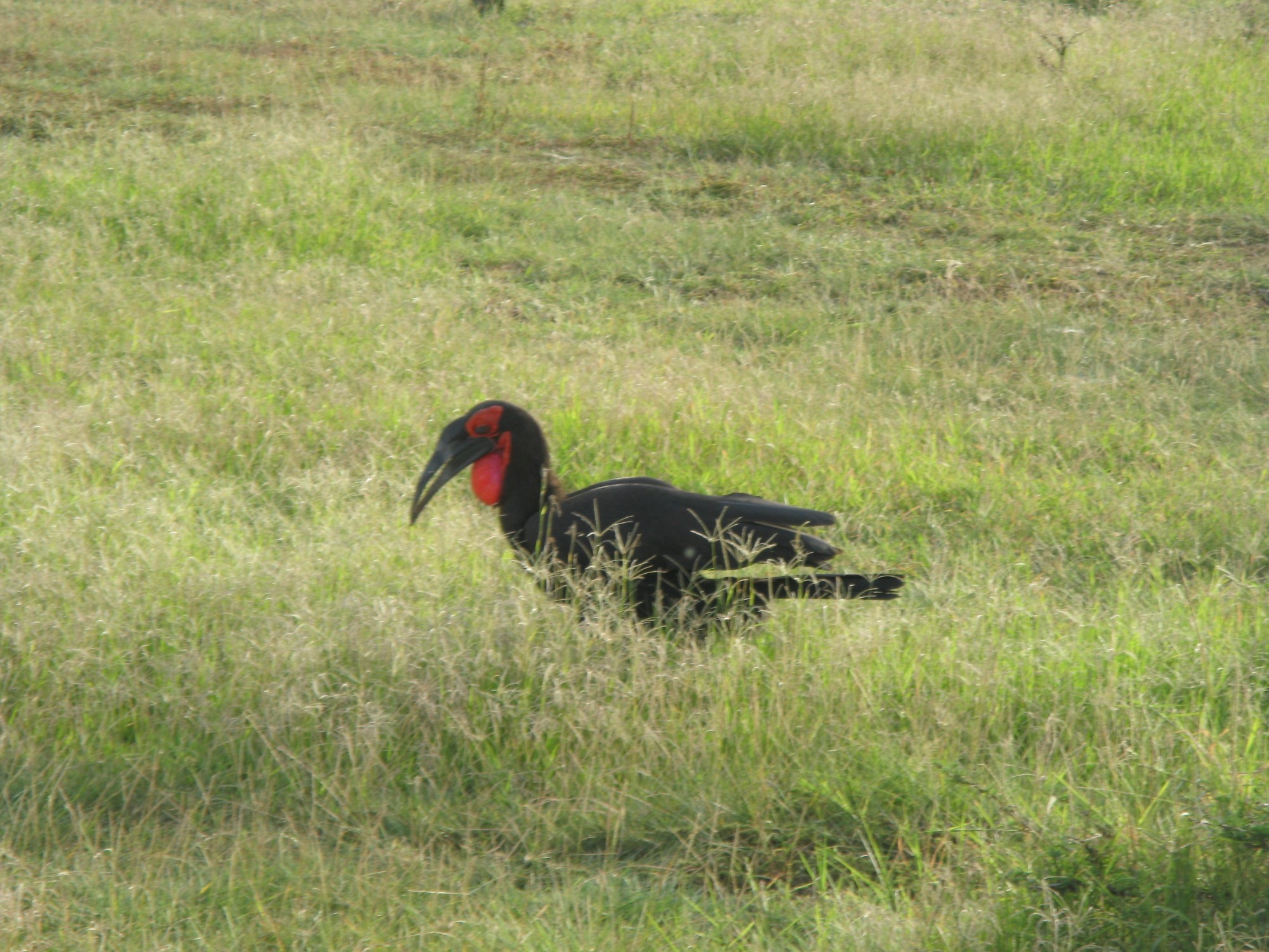 Tanzania