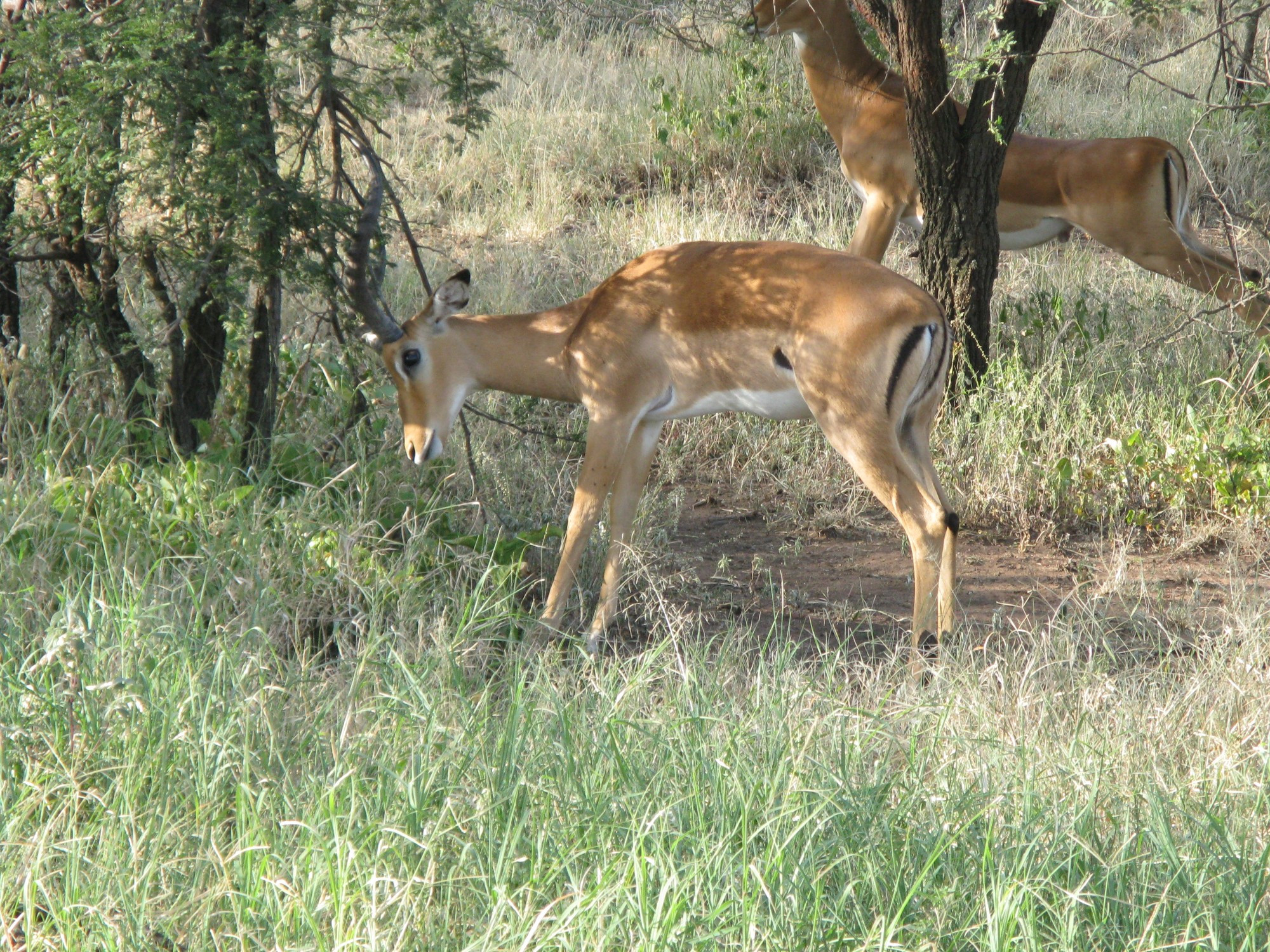 Tanzania