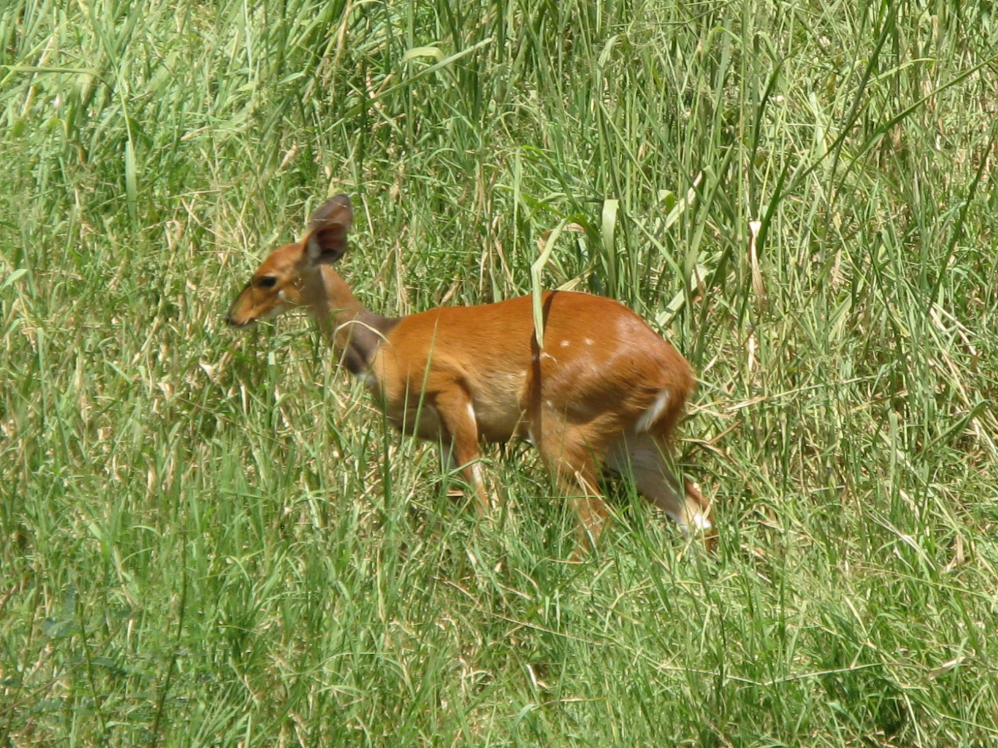 Tanzania